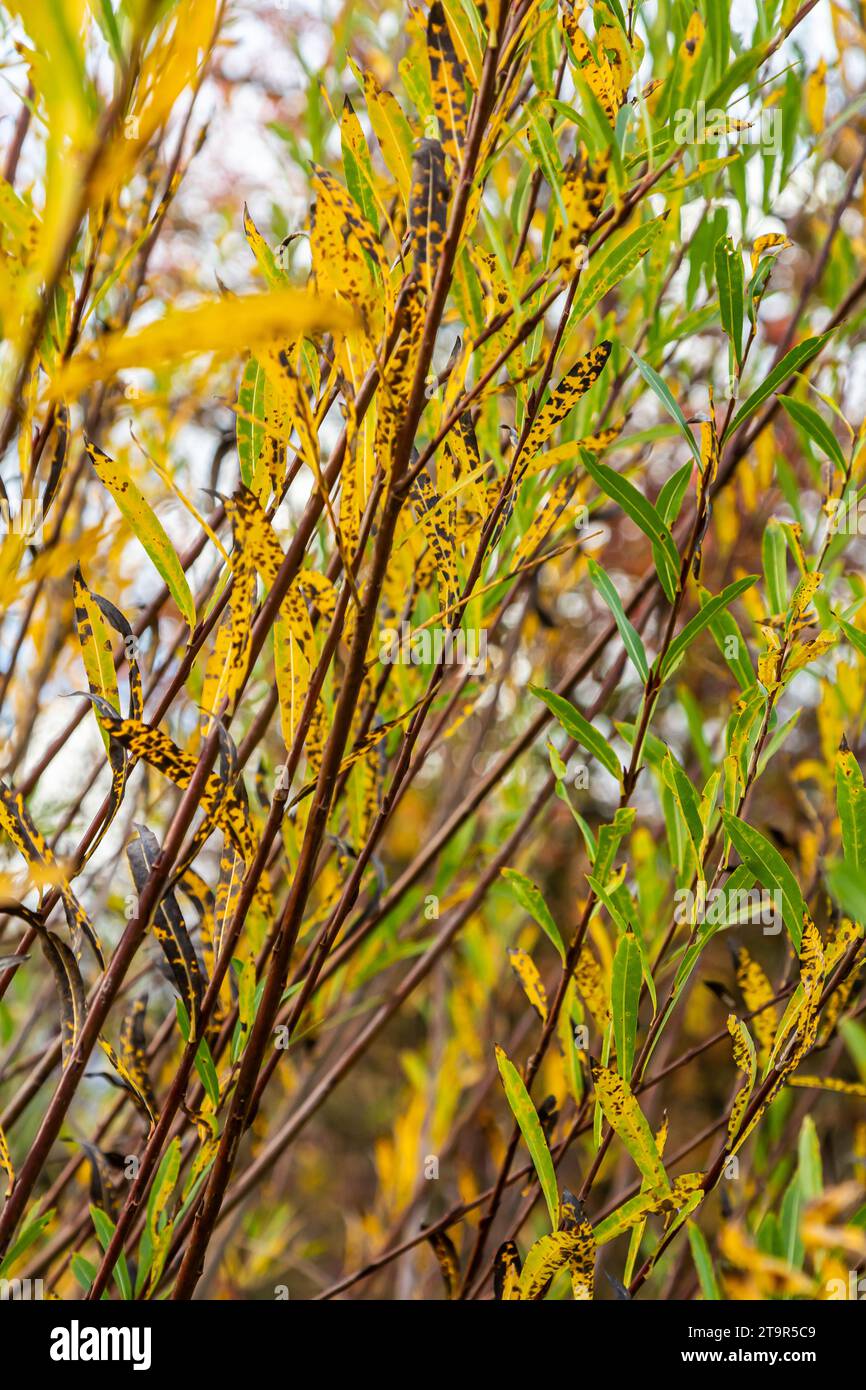 Salix purpurea purple willow or osier is a species of Salix native to most of Europe. Purple willow catkin, Salix purpurea. Stock Photo