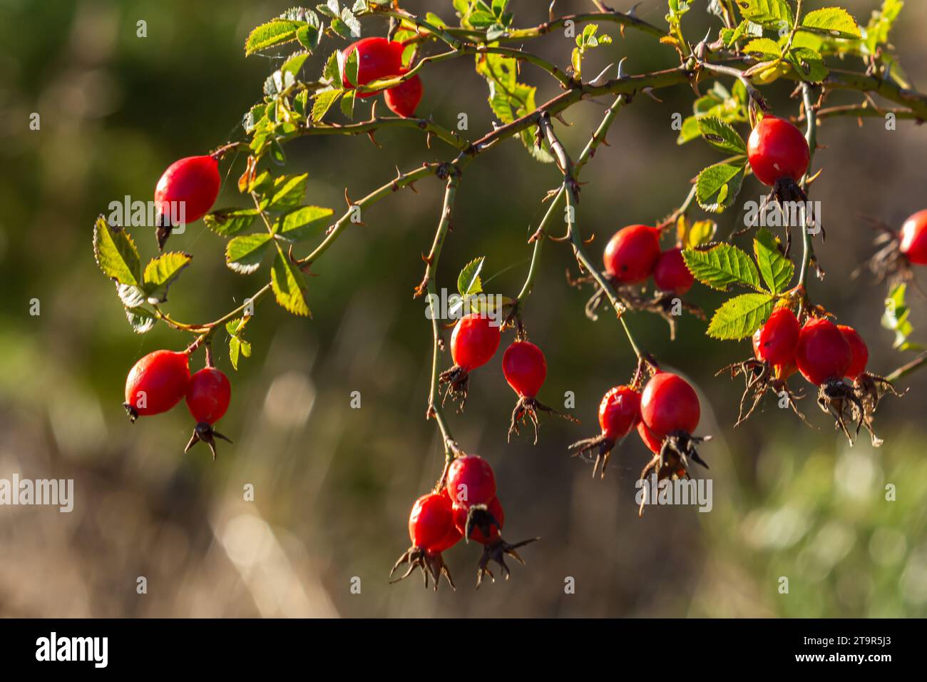 Red rosehip berries on the branches. Romantic autumn still life with rosehip berries. Wrinkled berries of rosehip on a bush on late Fall. Hawthorn ber Stock Photo