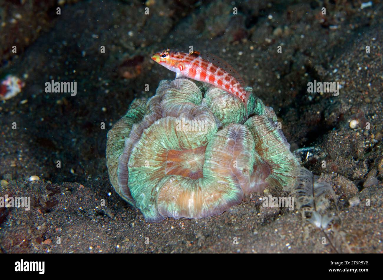 Red-spotted Sandperch, Parapercis schauinslandi, on Open Brain Coral, Trachphyllia geoffroyi, Wreck Slope dive site, Tulamben, Karangasem, Bali, Indon Stock Photo