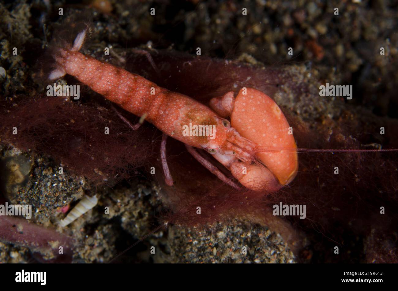 Algae-tube Snapping Shrimp, Alpheus frontalis, on red algae, Ceramium sp, Bulakan Slope dive site, Seraya, Karangasem, Bali, Indonesia, Indian Ocean Stock Photo