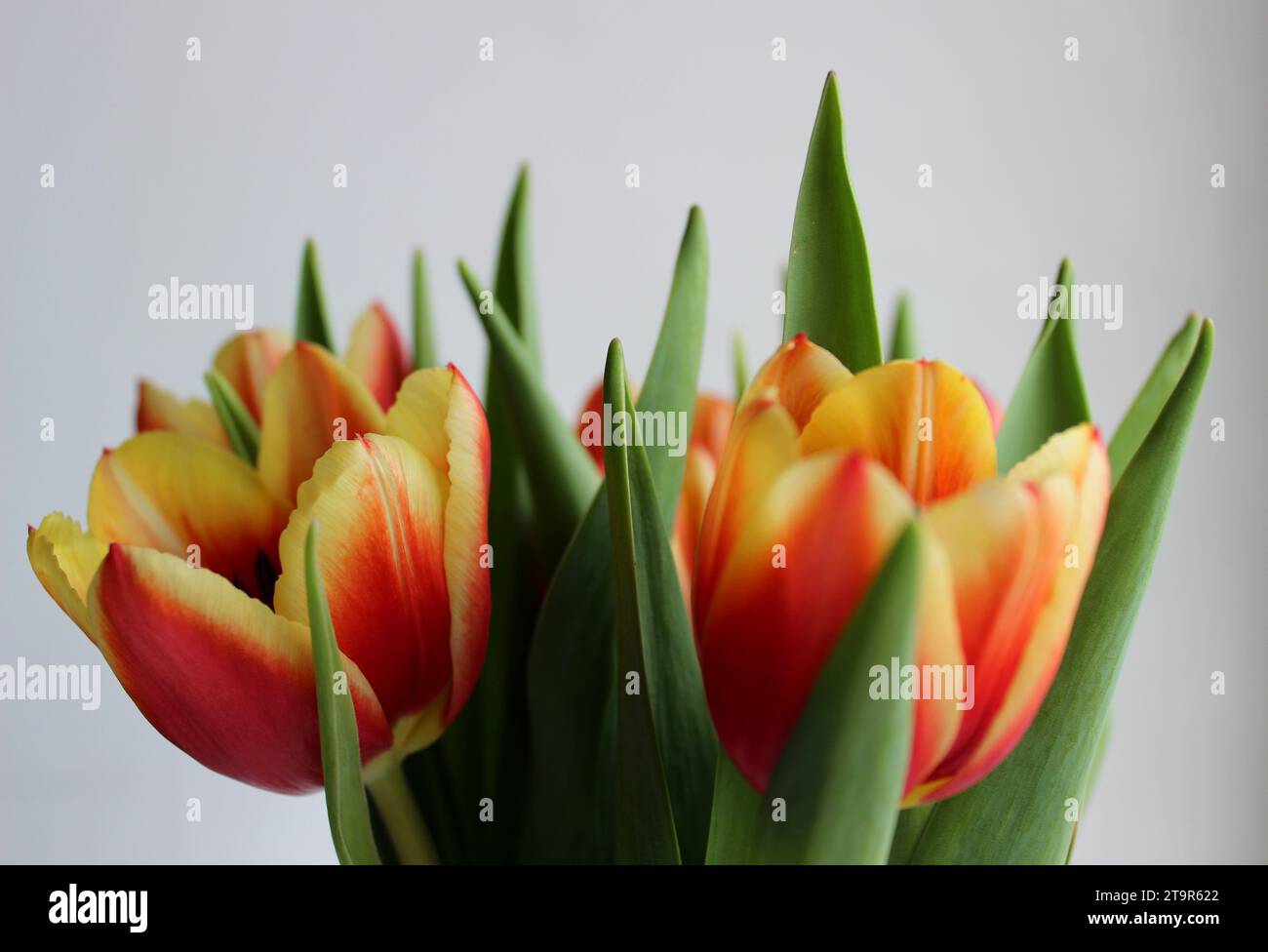Birthday hi res hi-res stock photography and images - Alamy