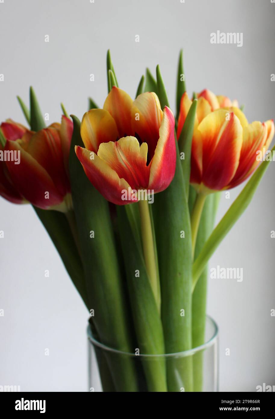 Top of a bouquet of red tulips with yellow edges in a glass vase isolated on white background Stock Photo