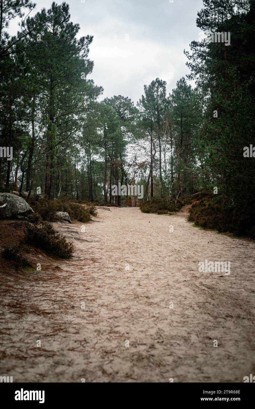Road in the Forest of Fontainebleau Stock Photo - Alamy