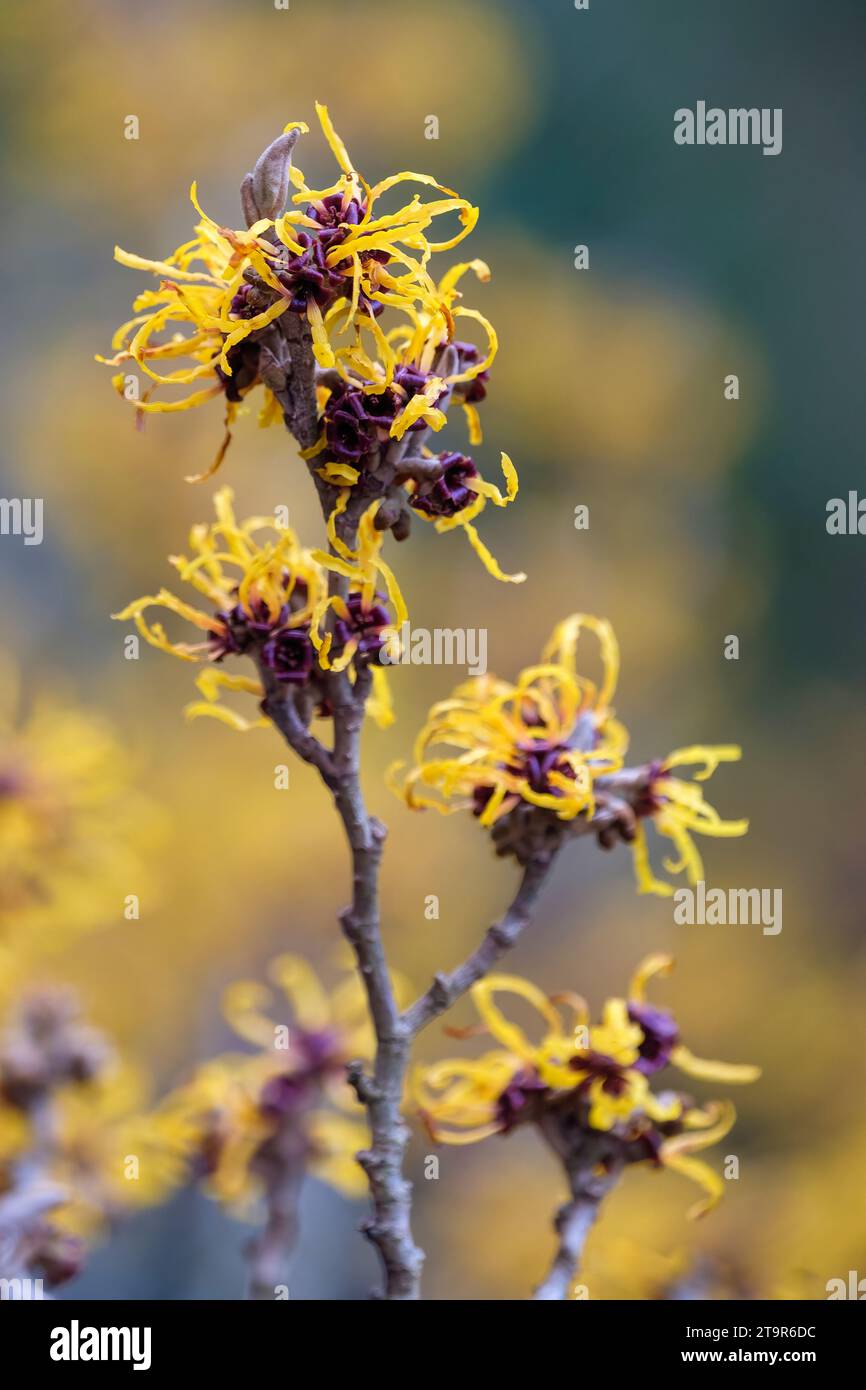 Hamamelis × intermedia Harlow Carr, Hamamelis × intermedia Newington, hybrid witch hazel, yellow flowers in winter Stock Photo