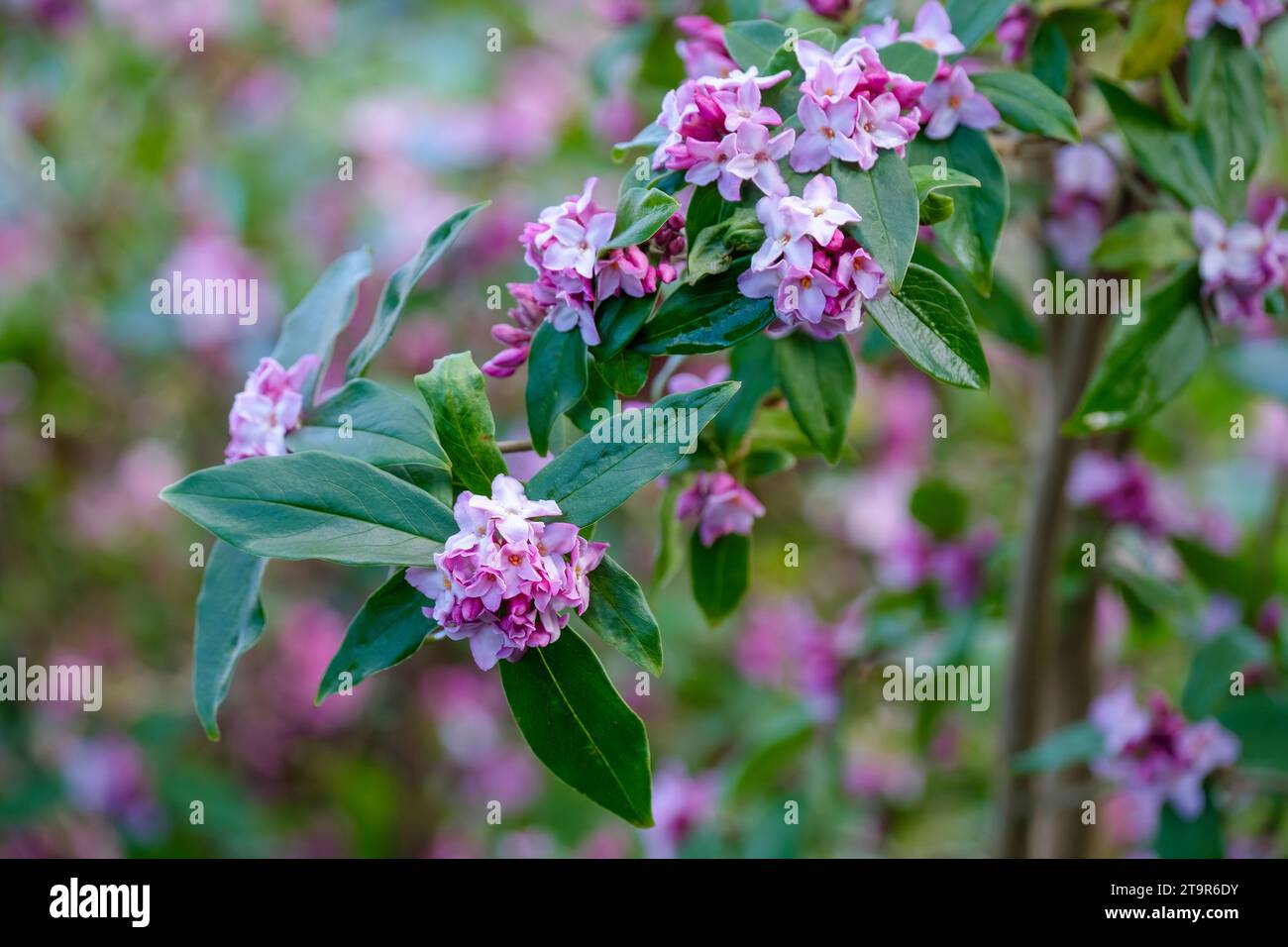 daphne bholua Peter Smithers, Daphne bholua Daman Ridge Dark, dark purplish-pink flowers in winter, Stock Photo