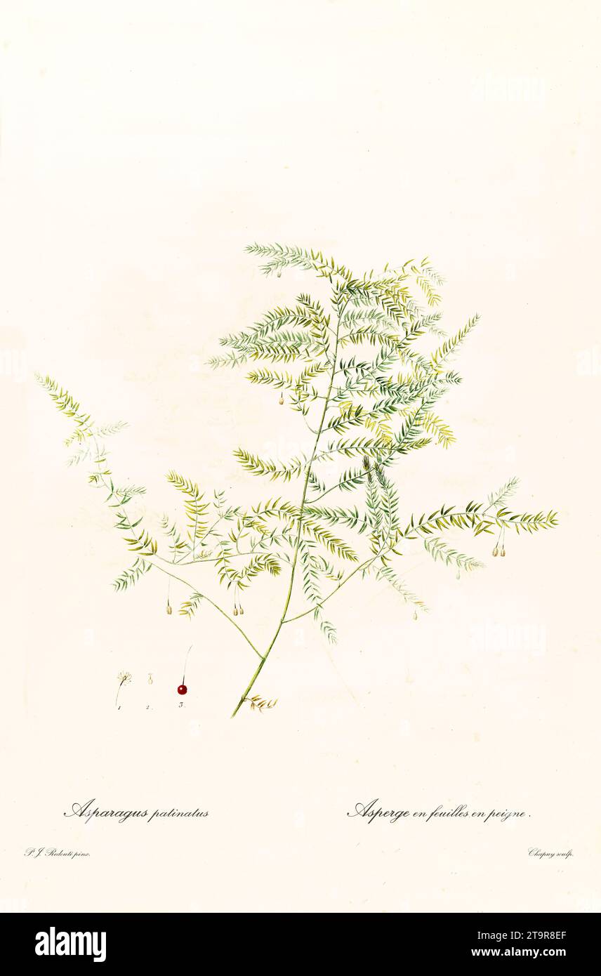 Old illustration of  Climbing Asparagus (Asparagus scandens). Les Liliacées, By P. J. Redouté. Impr. Didot Jeune, Paris, 1805 - 1816 Stock Photo