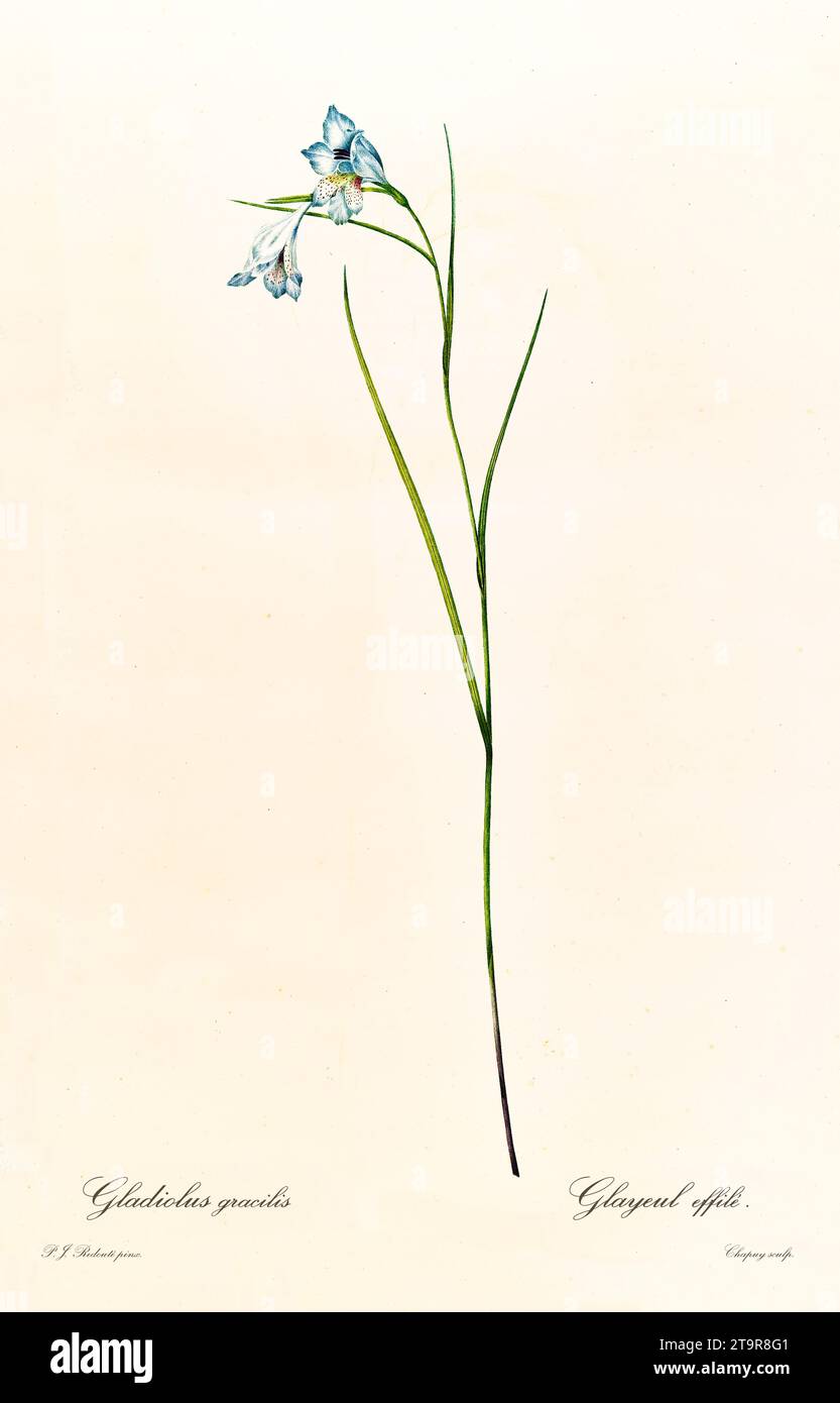 Old illustration of Reed Bells (Gladiolus gracilis). Les Liliacées, By P. J. Redouté. Impr. Didot Jeune, Paris, 1805 - 1816 Stock Photo