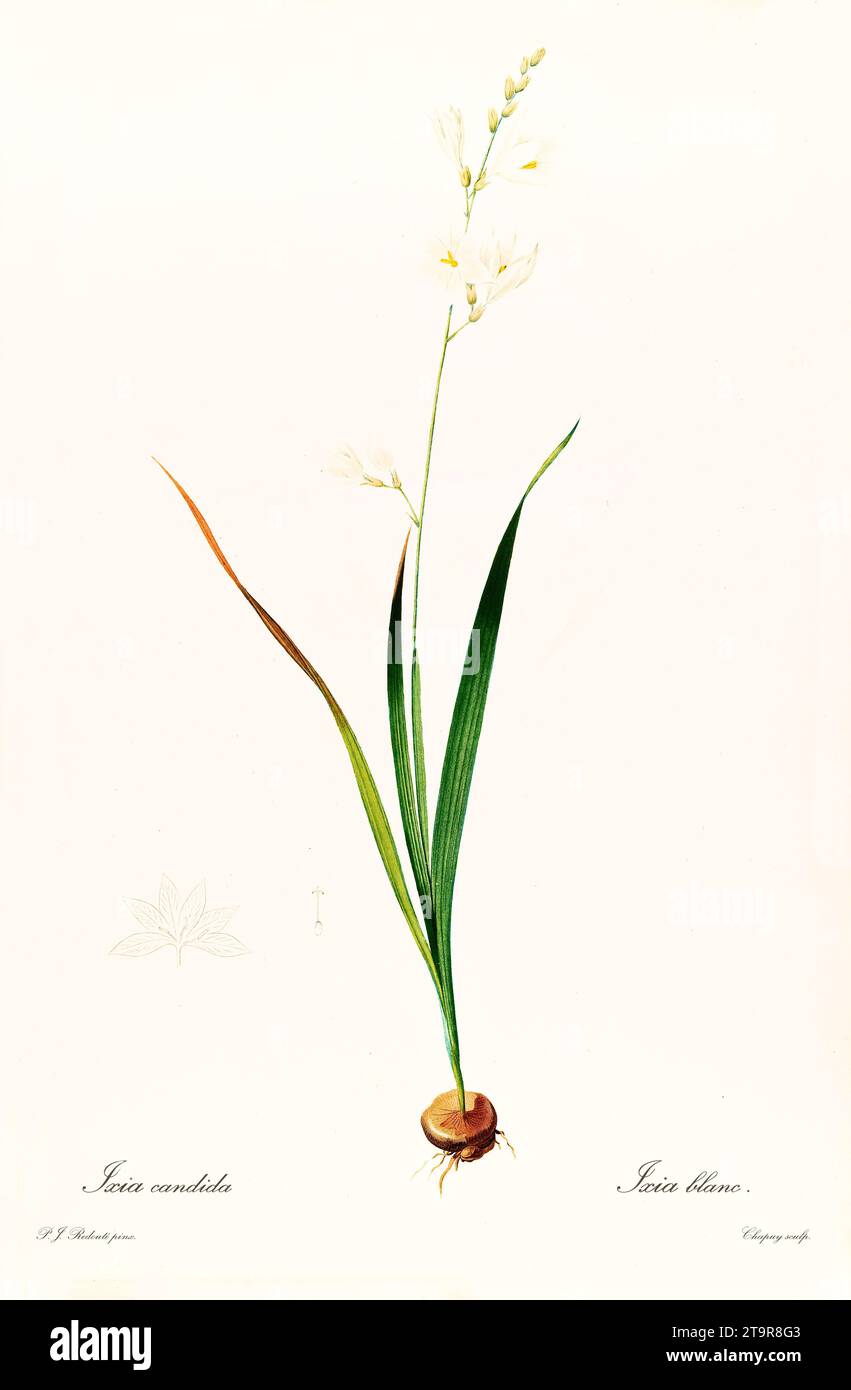 Old illustration of White-and-Yellow-Flower Cornlily (Ixia polystachya). Les Liliacées, By P. J. Redouté. Impr. Didot Jeune, Paris, 1805 - 1816 Stock Photo