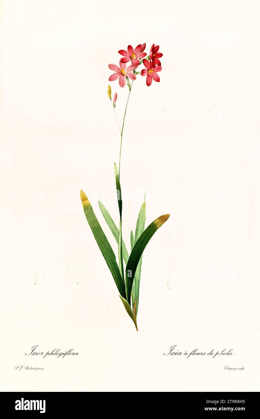 Old illustration of African Corn-Lily (Ixia latifolia). Les Liliacées, By P. J. Redouté. Impr. Didot Jeune, Paris, 1805 - 1816 Stock Photo