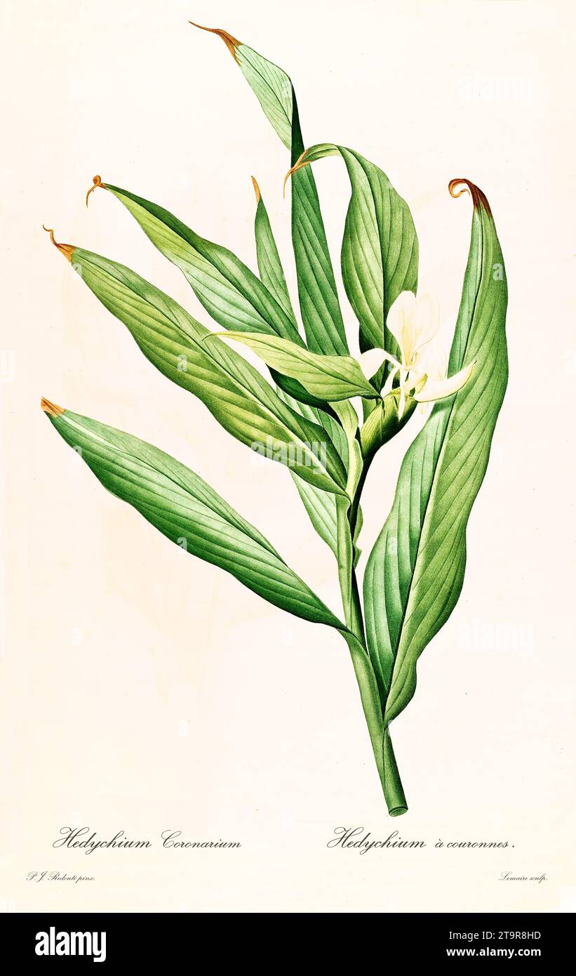 Old illustration of White Garland Lily (Hedychium coronarium). Les Liliacées, By P. J. Redouté. Impr. Didot Jeune, Paris, 1805 - 1816 Stock Photo