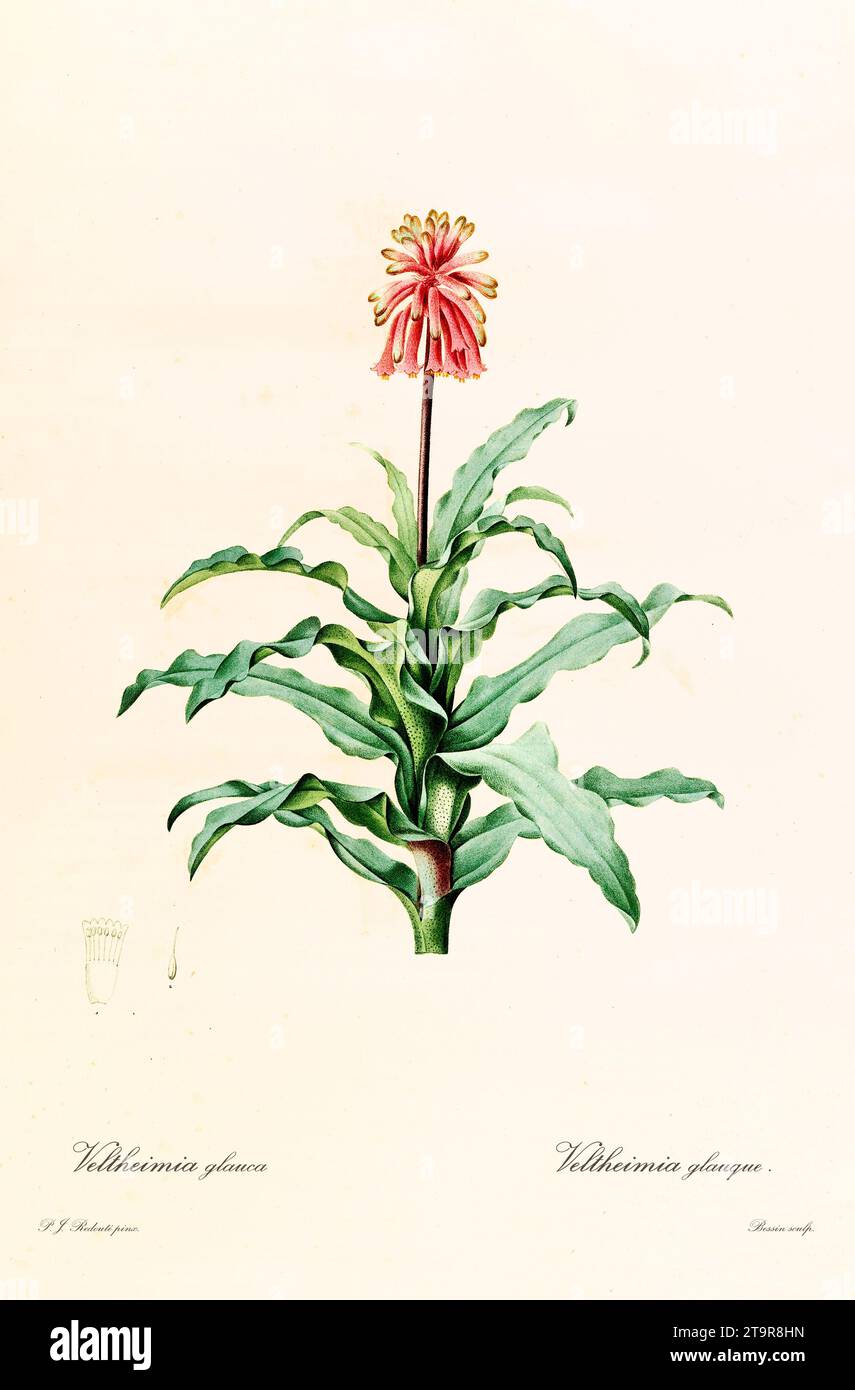 Old illustration of Sand Lily  (Veltheimia capensis) Les Liliacées, By P. J. Redouté. Impr. Didot Jeune, Paris, 1805 - 1816 Stock Photo