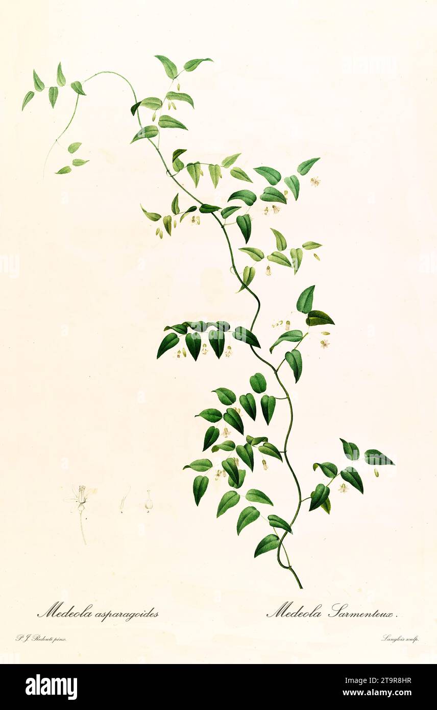Old illustration of Bridal Creeper (Asparagus asparagoides). Les Liliacées, By P. J. Redouté. Impr. Didot Jeune, Paris, 1805 - 1816 Stock Photo