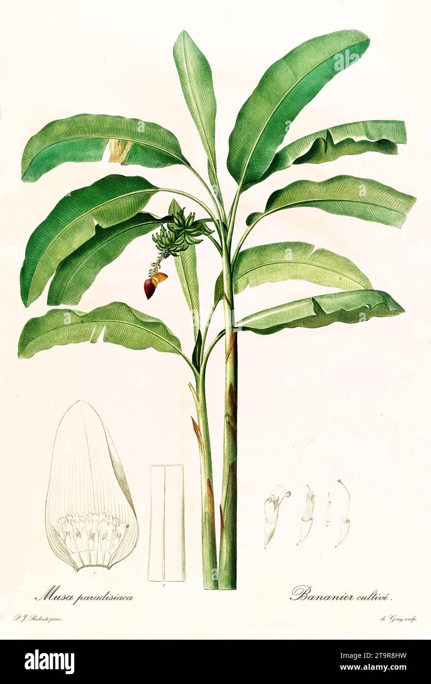 Old illustration of Banana Tree (Musa x paradisiaca). Les Liliacées, By P. J. Redouté. Impr. Didot Jeune, Paris, 1805 - 1816 Stock Photo