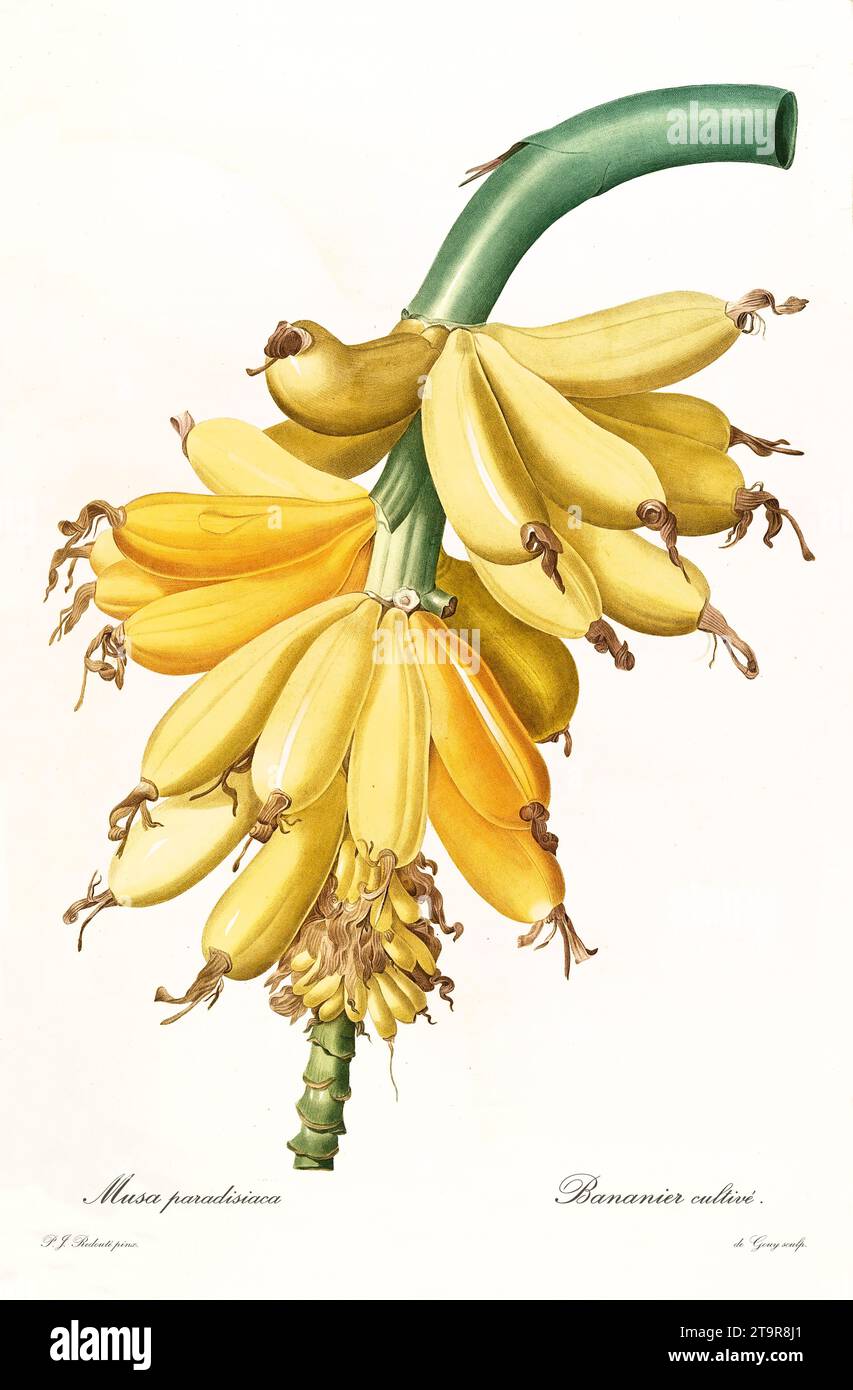 Old illustration of Banana bunch (Musa x paradisiaca). Les Liliacées, By P. J. Redouté. Impr. Didot Jeune, Paris, 1805 - 1816 Stock Photo