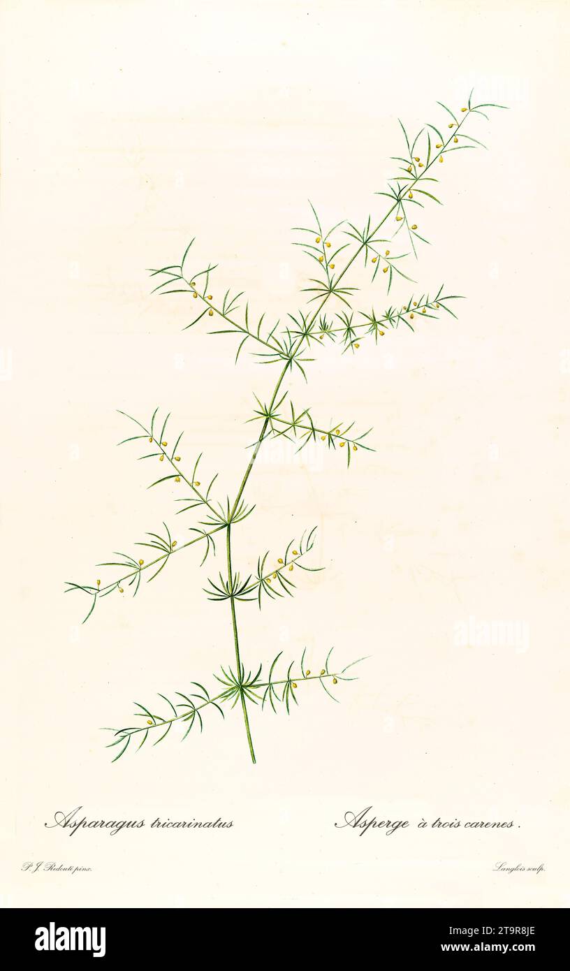 Old illustration of Climbing Asparagus (Asparagus verticillatus). Les Liliacées, By P. J. Redouté. Impr. Didot Jeune, Paris, 1805 - 1816 Stock Photo