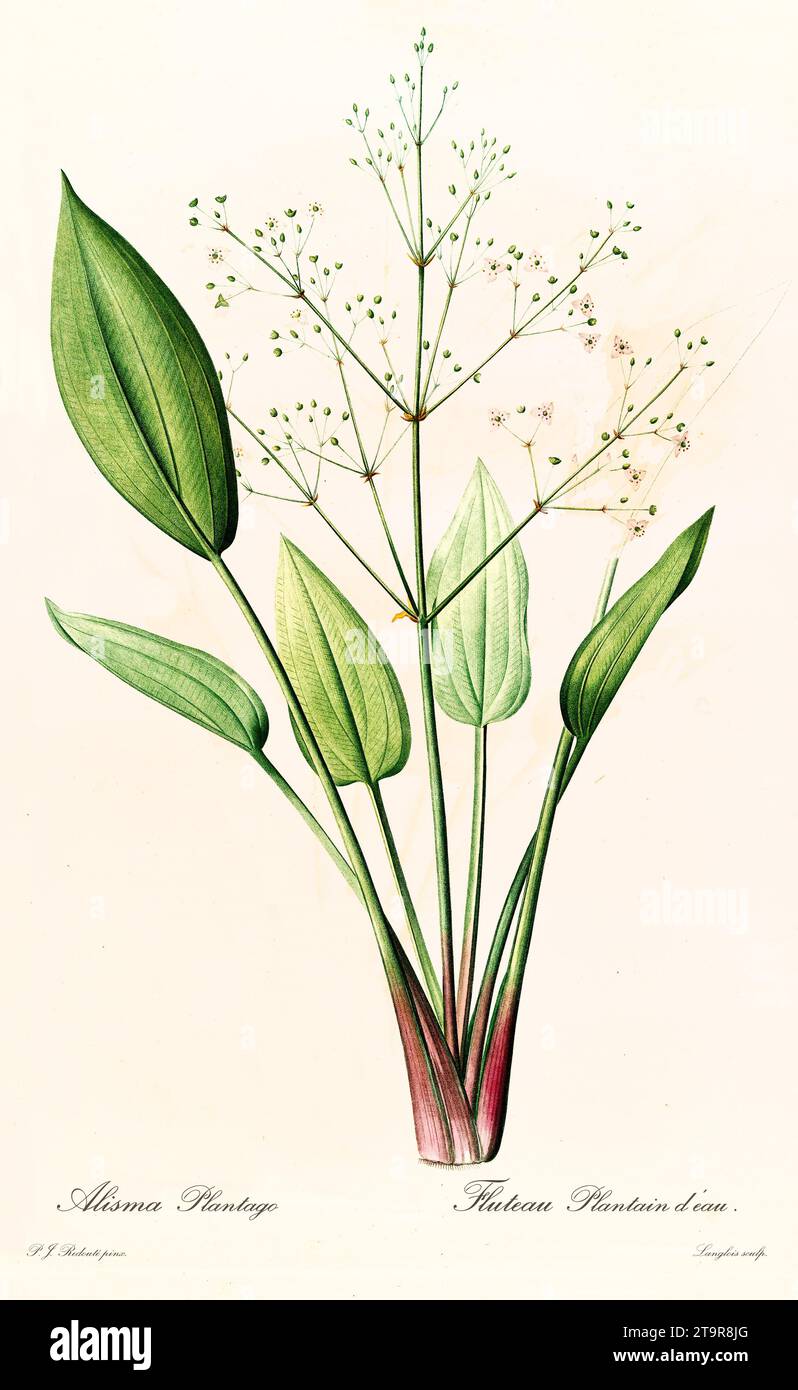 Old illustration of  European Water-Plantain (Alisma plantago-aquatica). Les Liliacées, By P. J. Redouté. Impr. Didot Jeune, Paris, 1805 - 1816 Stock Photo