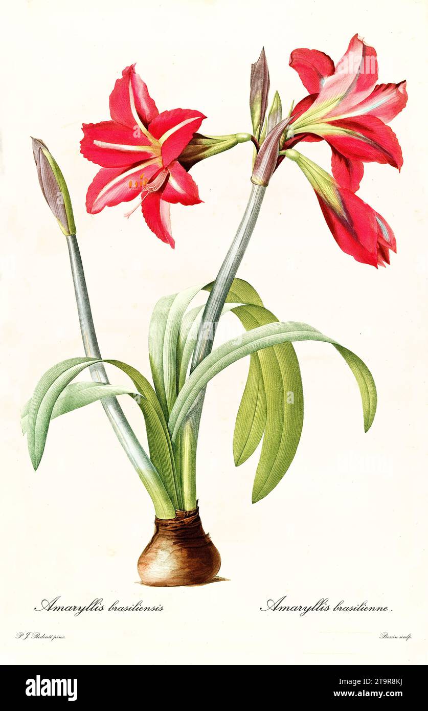Old illustration of Barbados Lily (Hippeastrum puniceum). Les Liliacées, By P. J. Redouté. Impr. Didot Jeune, Paris, 1805 - 1816 Stock Photo