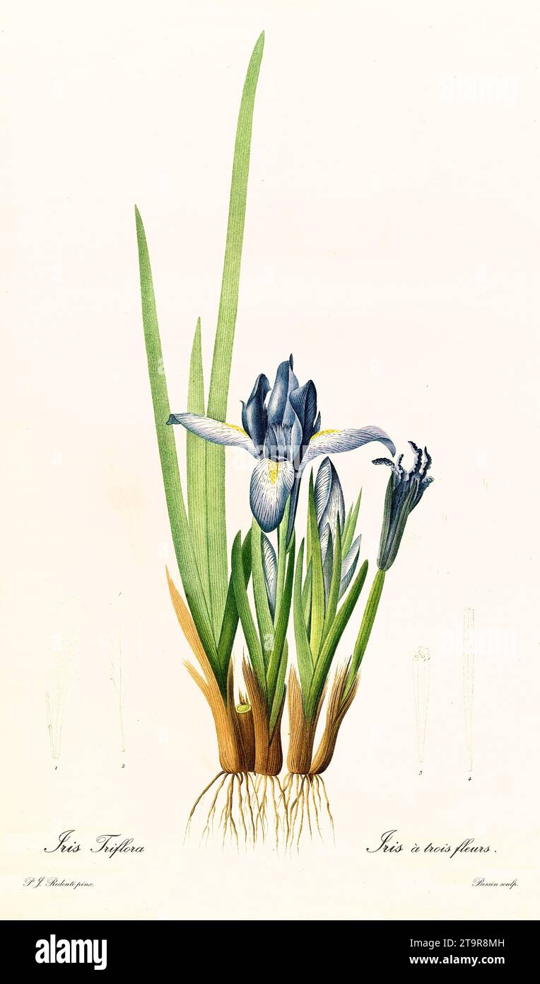 Old illustration of  Milky Iris (Iris lactea). Les Liliacées, By P. J. Redouté. Impr. Didot Jeune, Paris, 1805 – 1816 Stock Photo