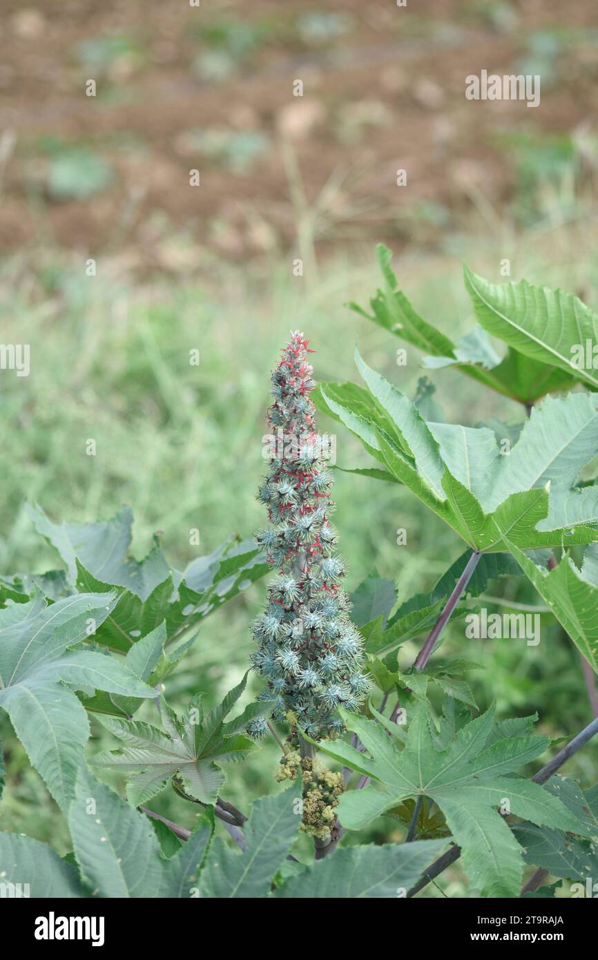 Castor bean grows, Castor bean Put into production castor oil. Ricinus communis, the castor bean