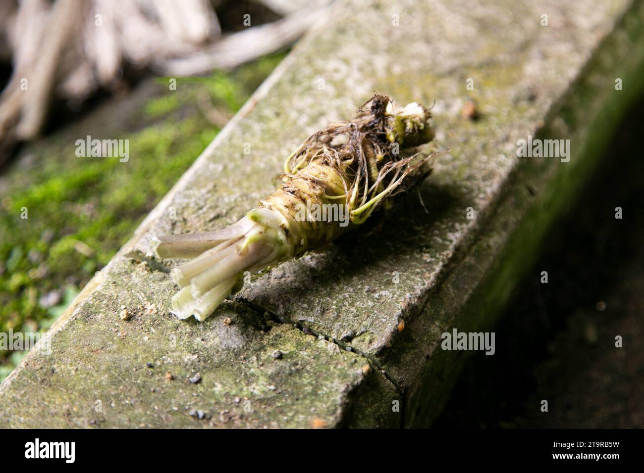 Organic and fresh Wasabi root in a farm in Shizuoka prefecture in Izu