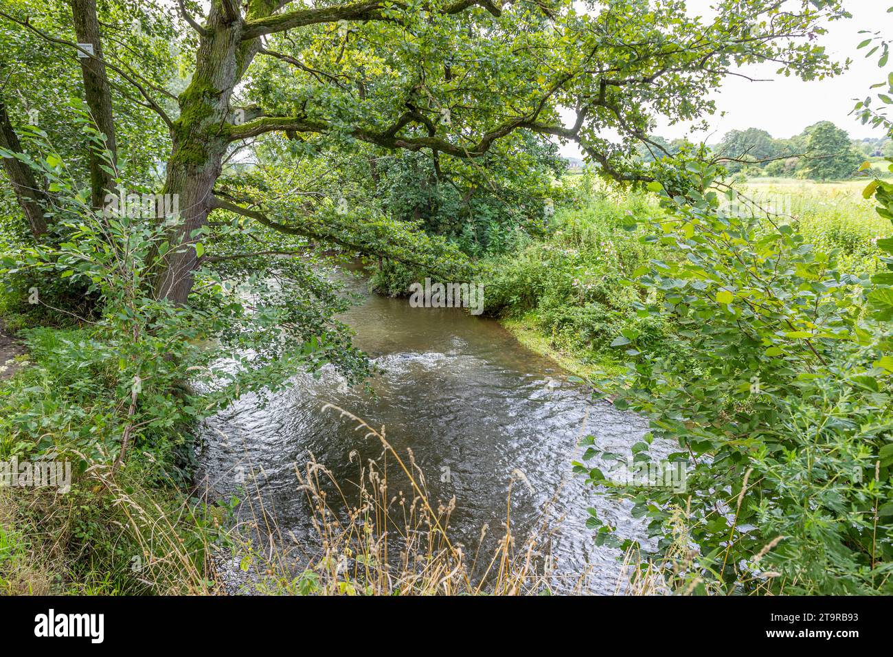 River Geul seen from a hill among leafy trees and abundant wild ...