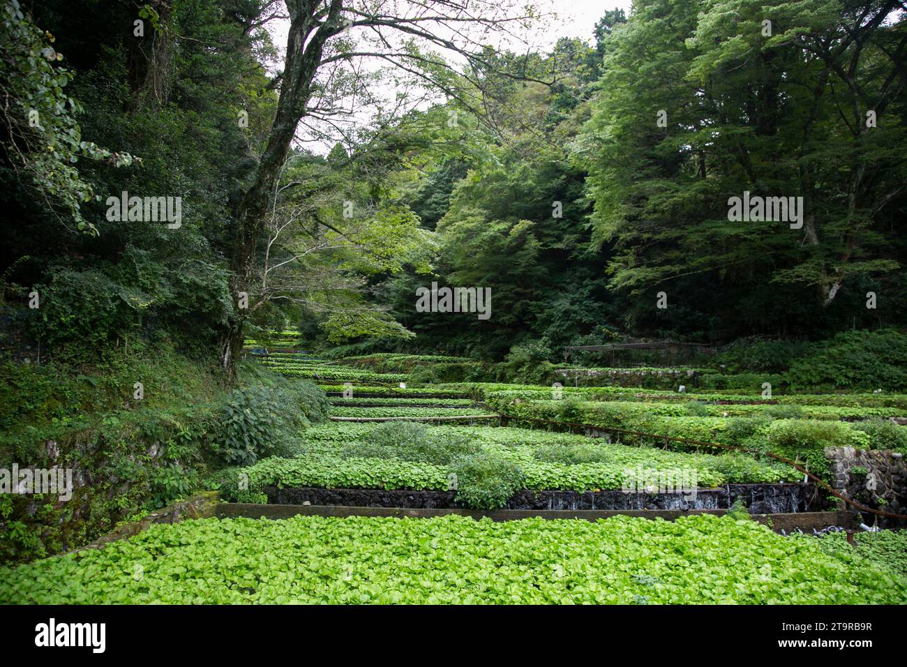 Wasabi farm. Fresh and organic Wasabi in fields and terraces in Idakaba