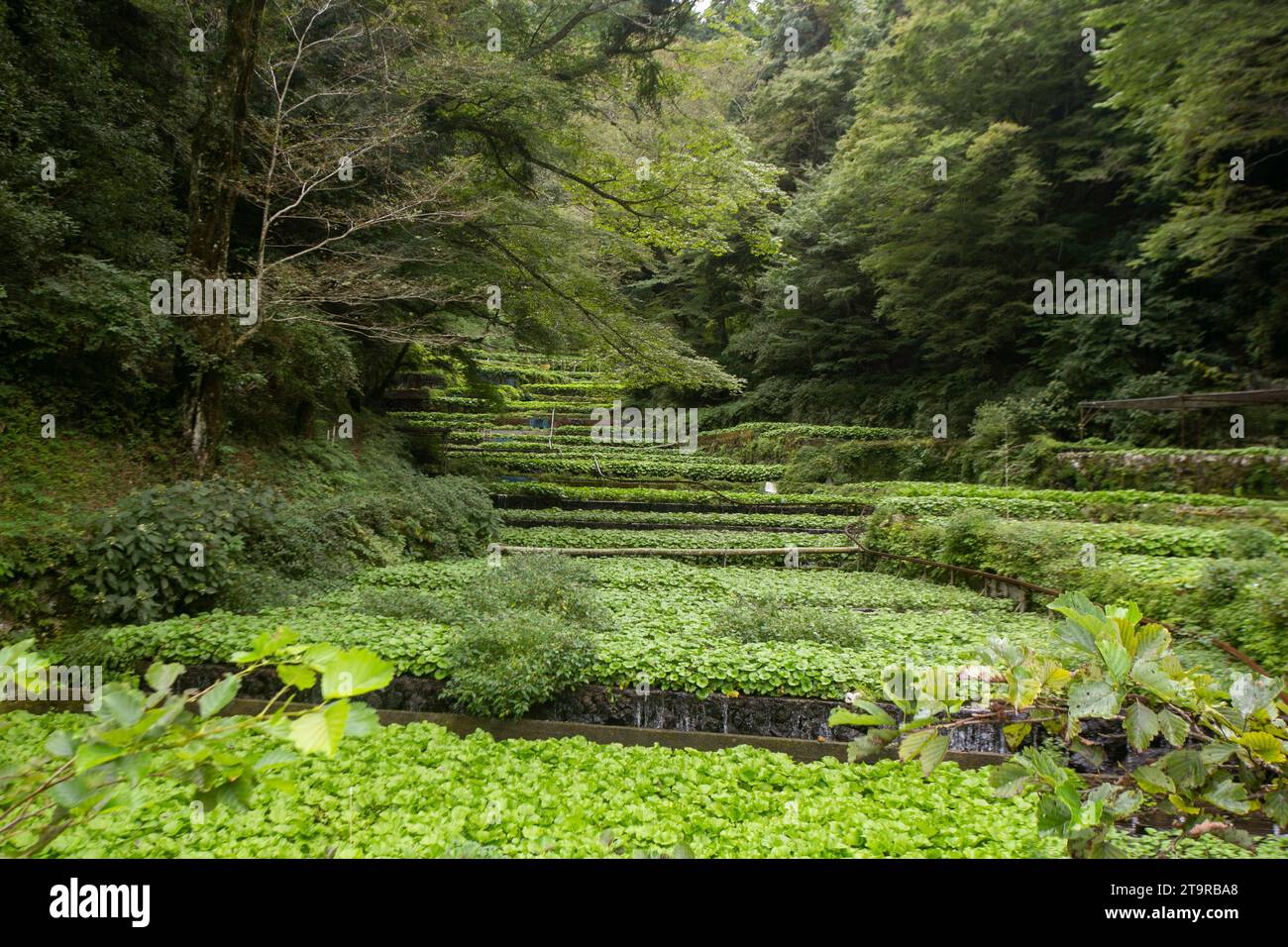 Wasabi farm. Fresh and organic Wasabi in fields and terraces in Idakaba
