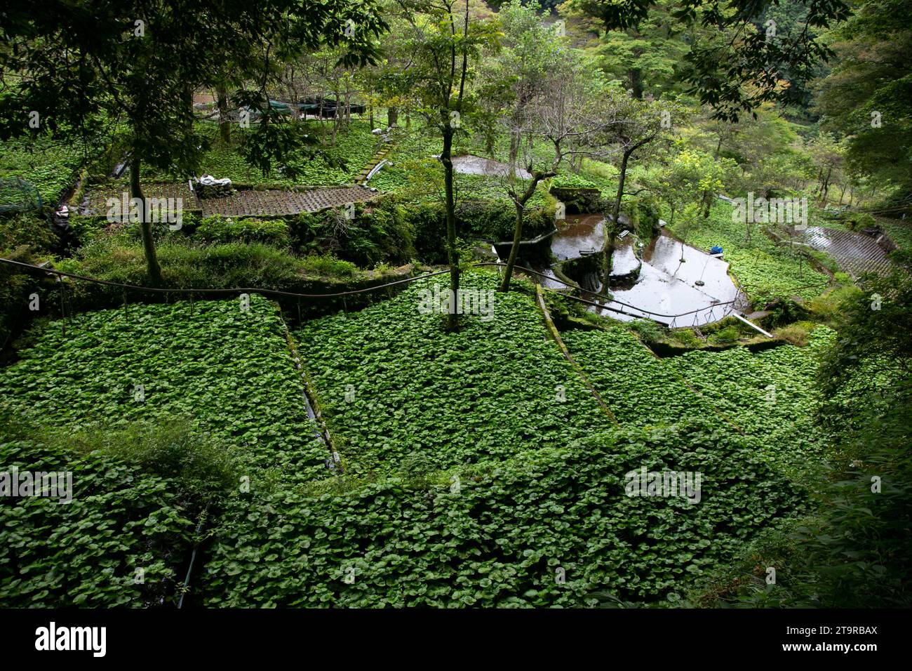Wasabi farm. Fresh and organic Wasabi in fields and terraces in Idakaba