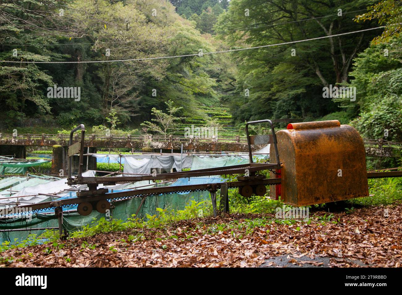 Wasabi farm. Fresh and organic Wasabi in fields and terraces in Idakaba