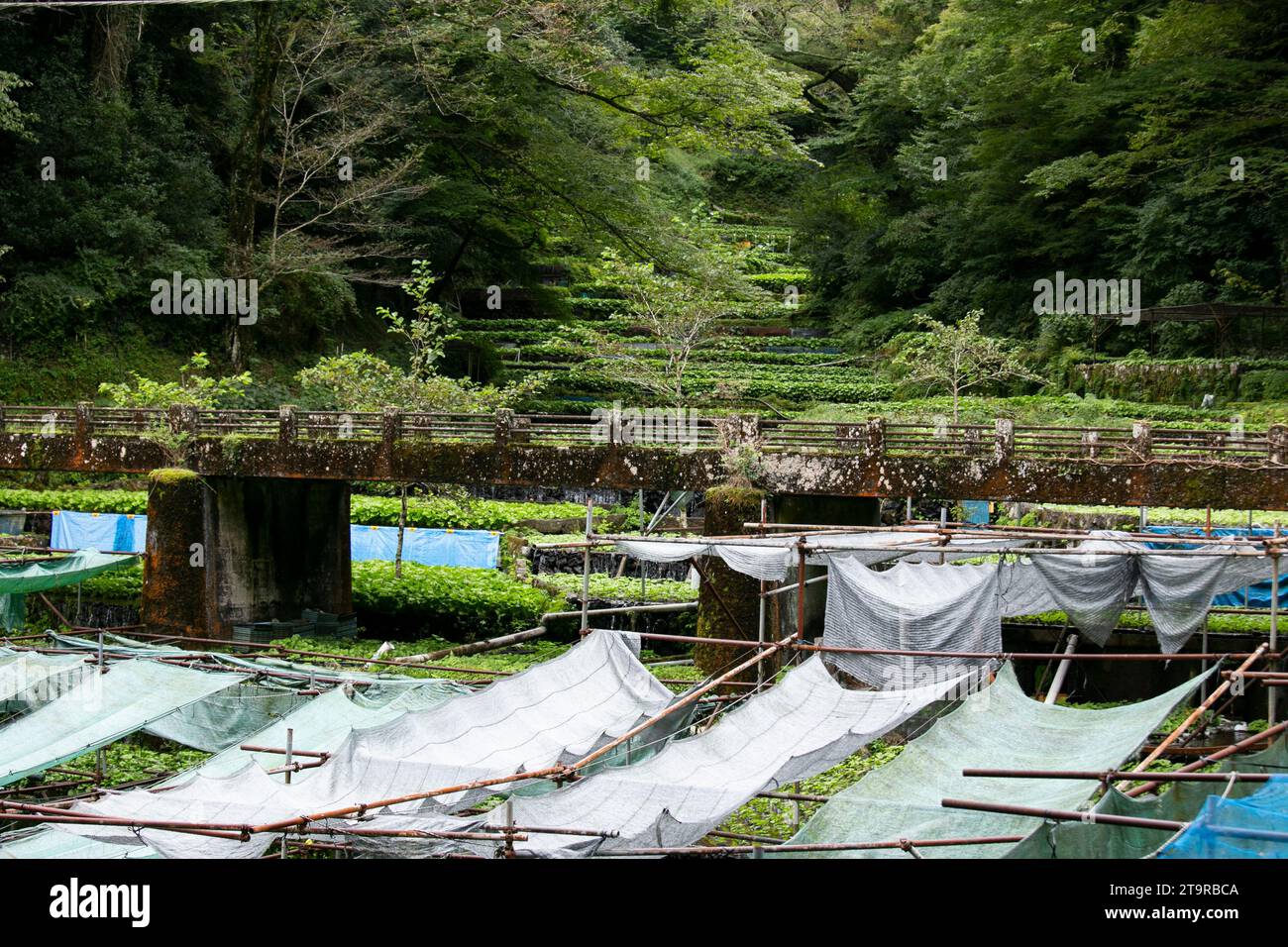 Wasabi farm. Fresh and organic Wasabi in fields and terraces in Idakaba