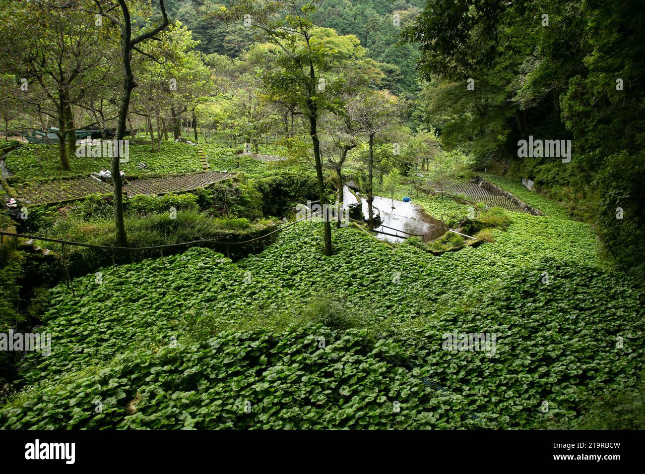 Wasabi farm. Fresh and organic Wasabi in fields and terraces in Idakaba
