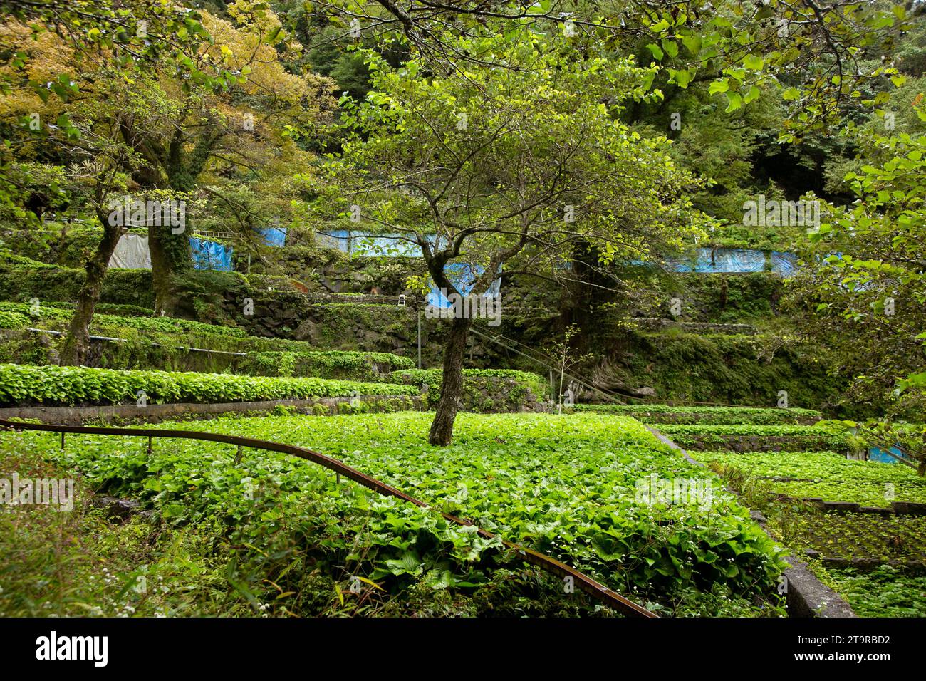 Wasabi farm. Fresh and organic Wasabi in fields and terraces in Idakaba
