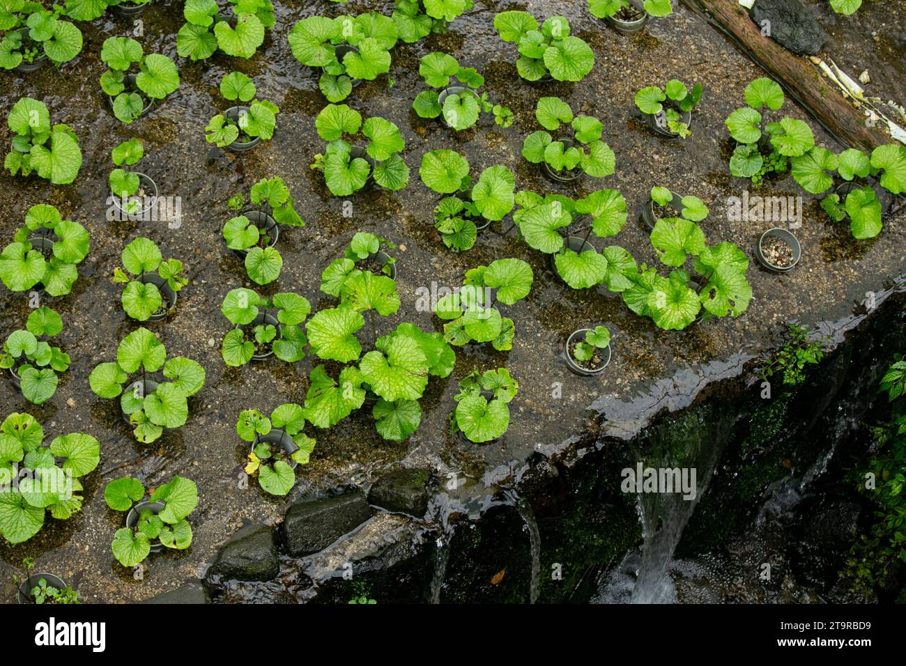Wasabi farm. Fresh and organic Wasabi in fields and terraces in Idakaba