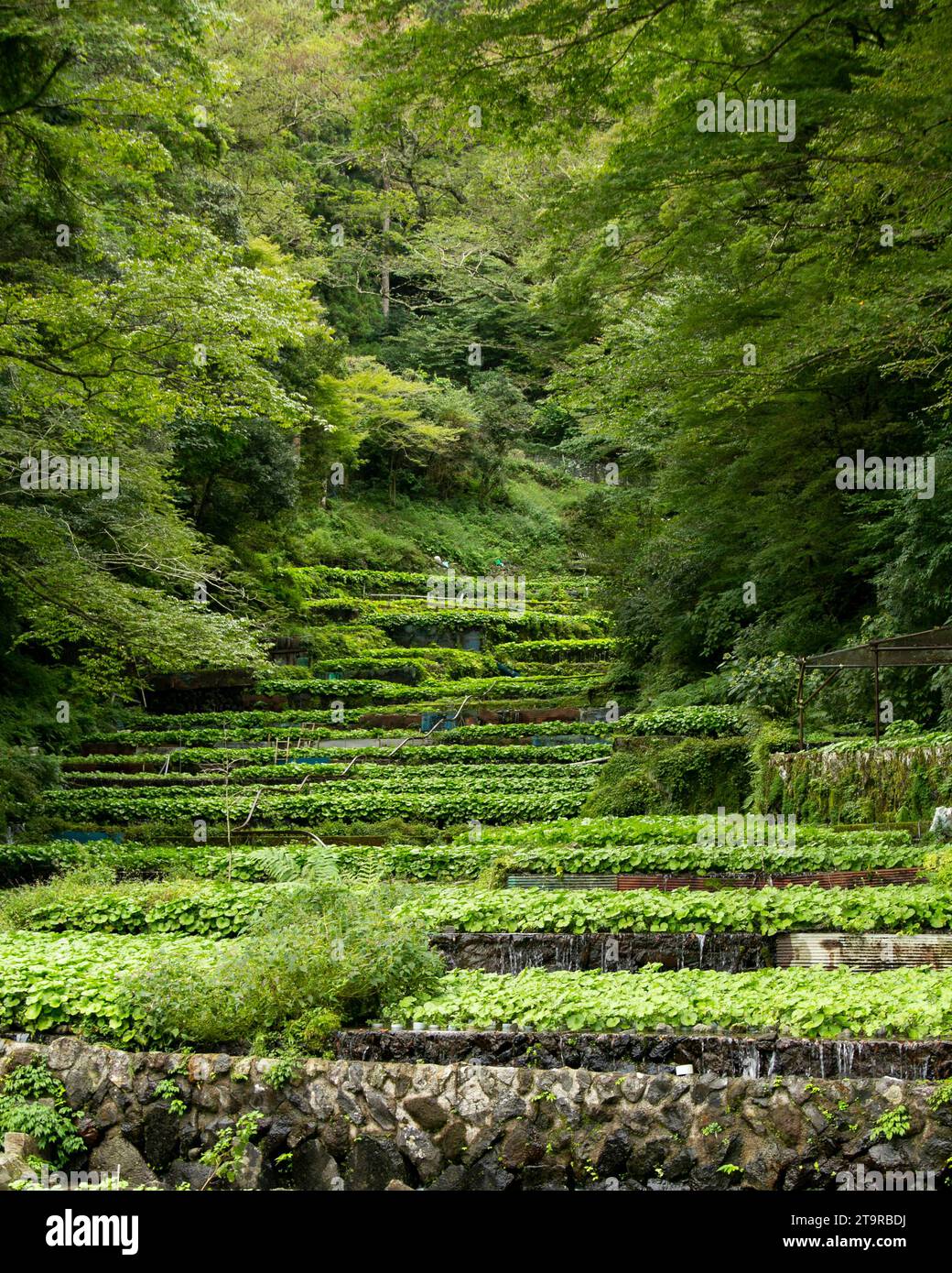 Wasabi farm. Fresh and organic Wasabi in fields and terraces in Idakaba