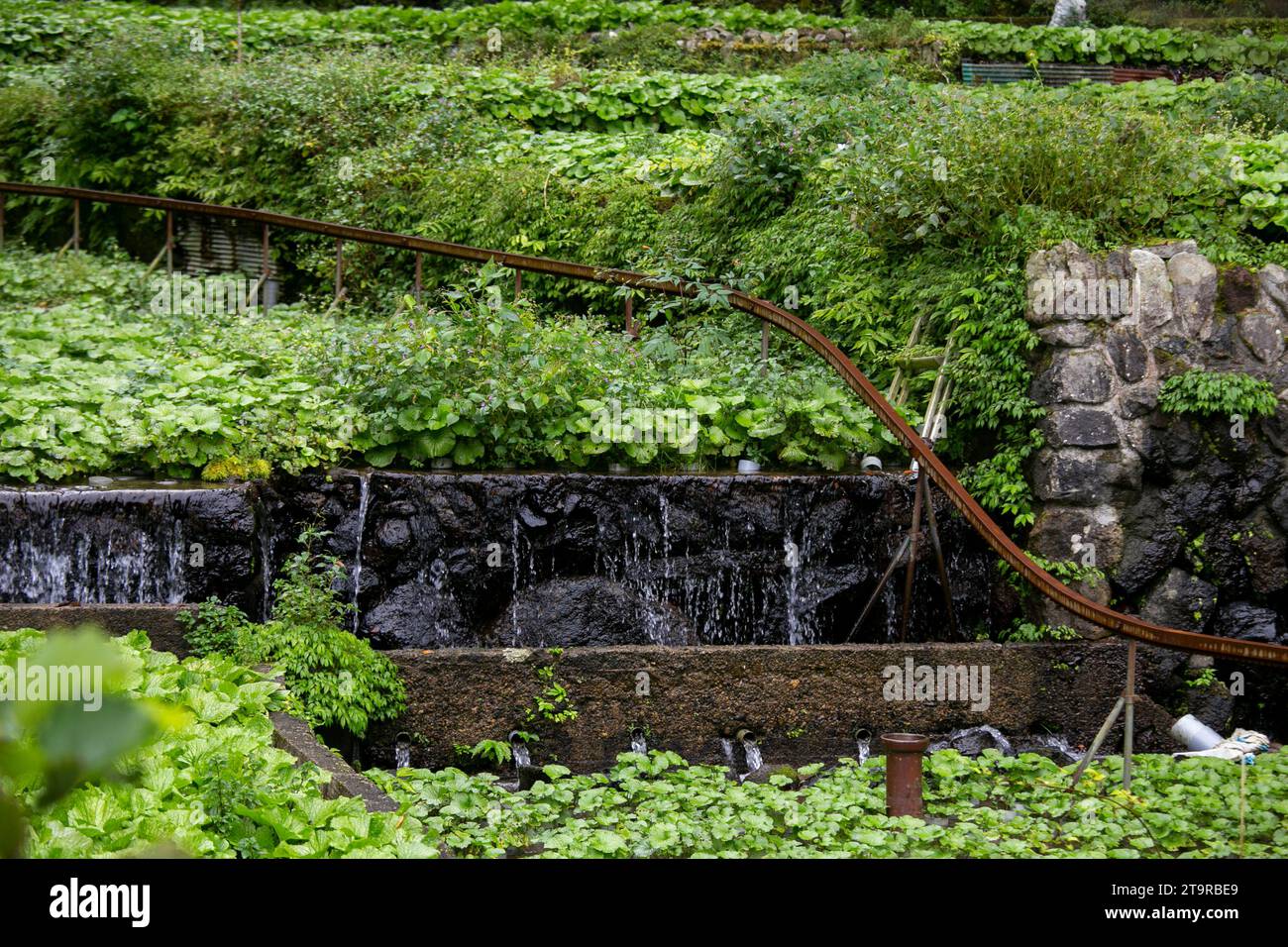 Wasabi farm. Fresh and organic Wasabi in fields and terraces in Idakaba