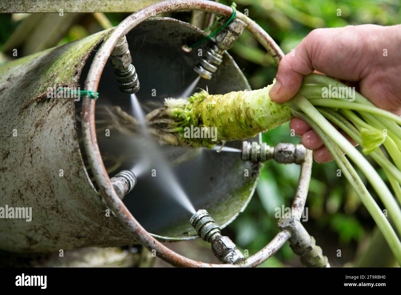 Farmer cleaning wasabi root. Fresh and organic Wasabi in fields and