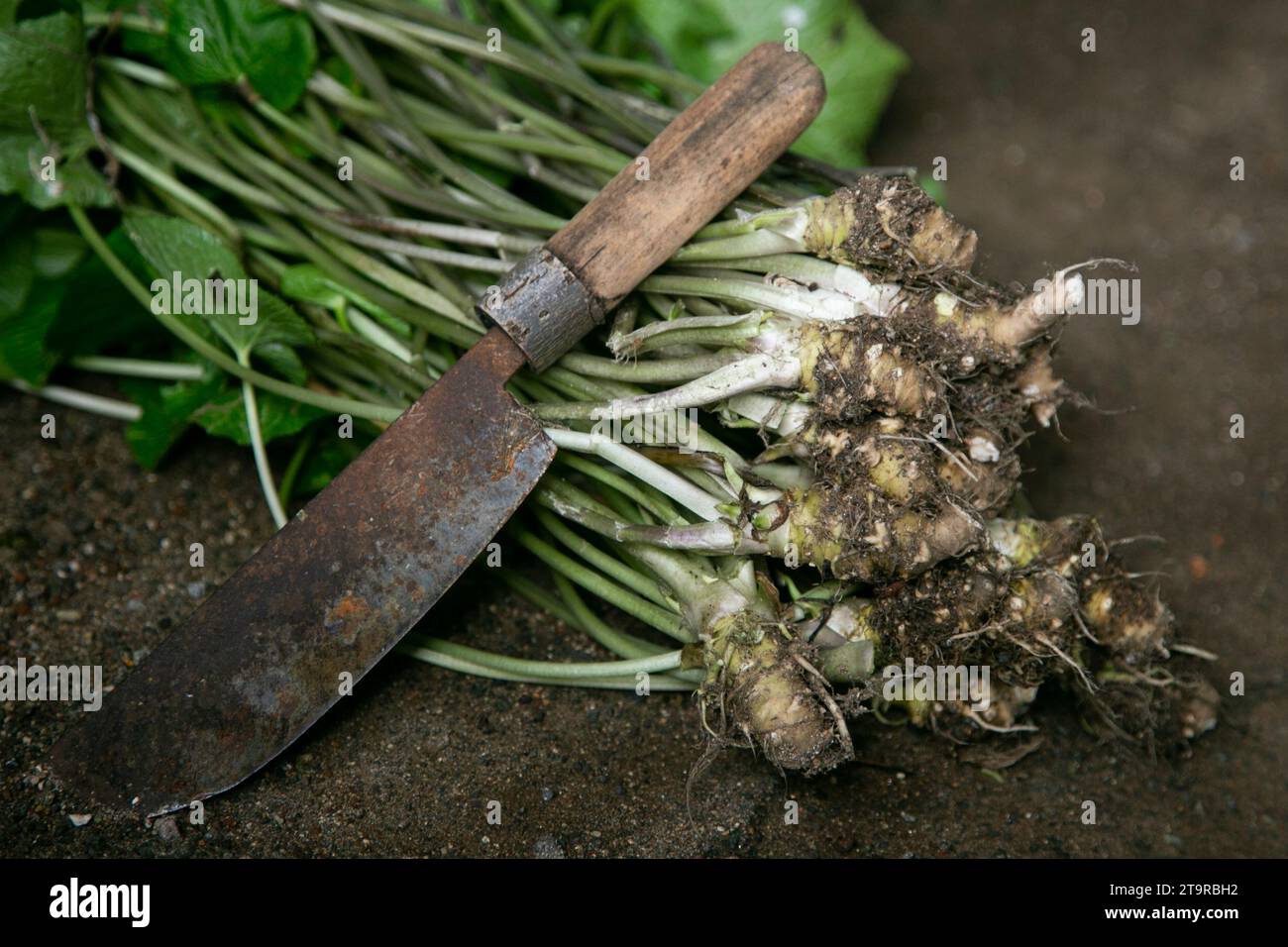 Wasabi plant stems. Organic and fresh Wasabi root in a farm in Shizuoka