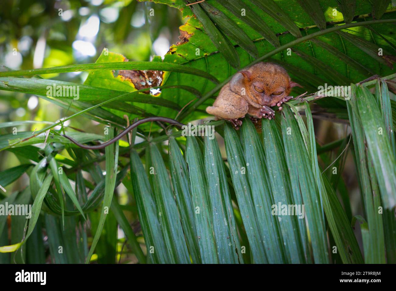 A close-up portrait of a Tarsier on a tree branch in Bohol, Philippines ...