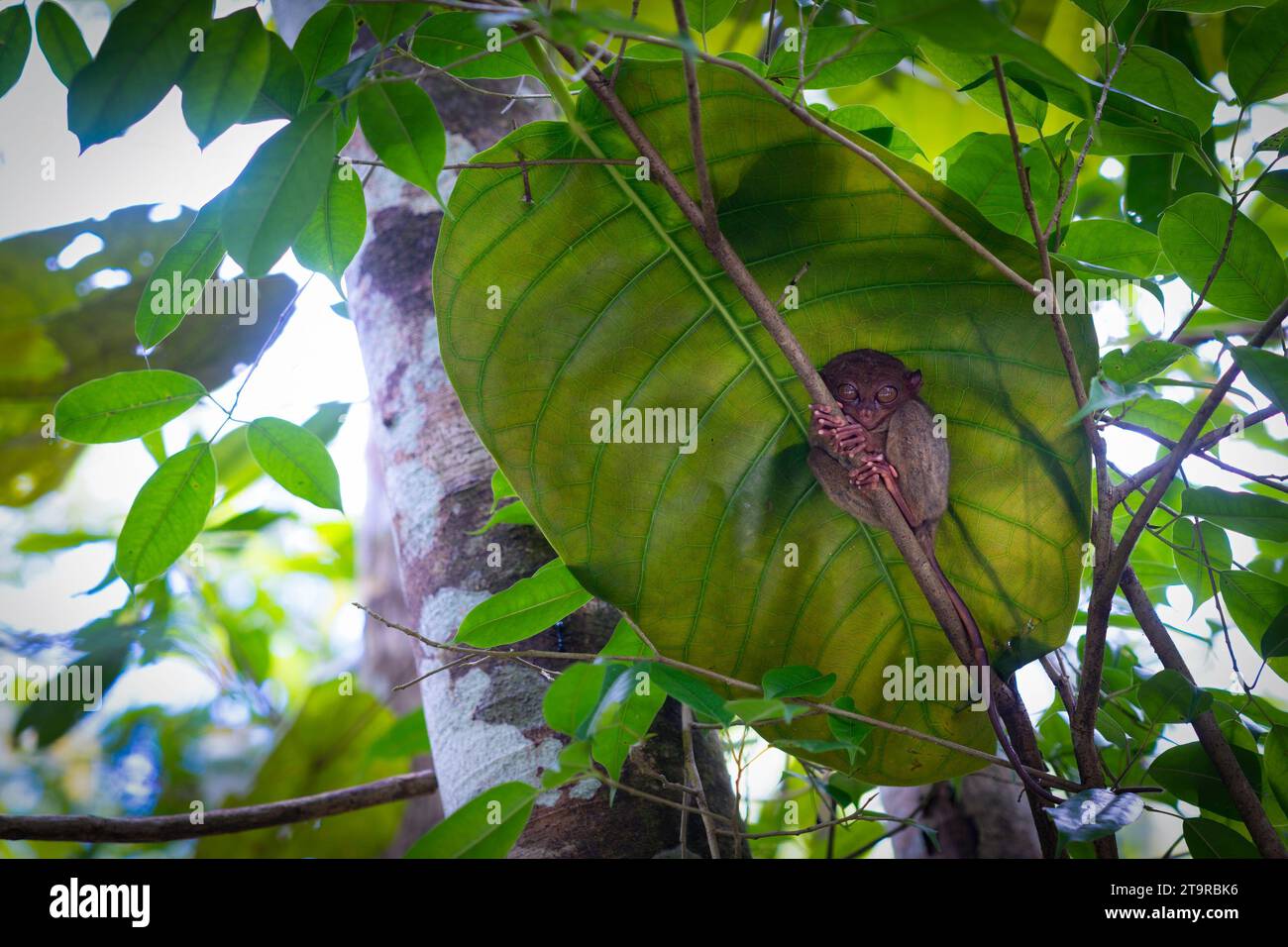 A close-up portrait of a Tarsier on a tree branch in Bohol, Philippines ...