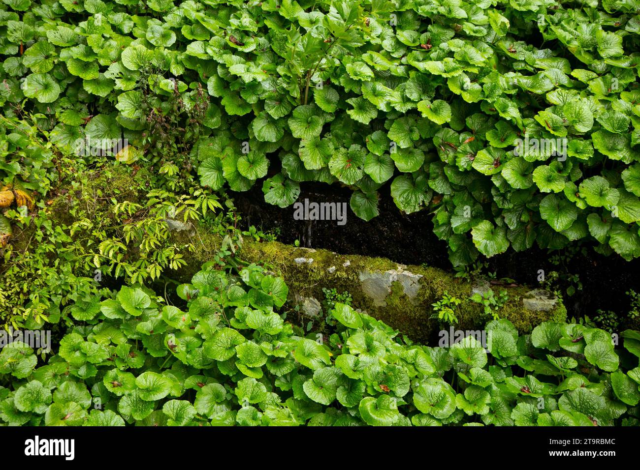 Wasabi farm. Fresh and organic Wasabi in fields and terraces in Idakaba