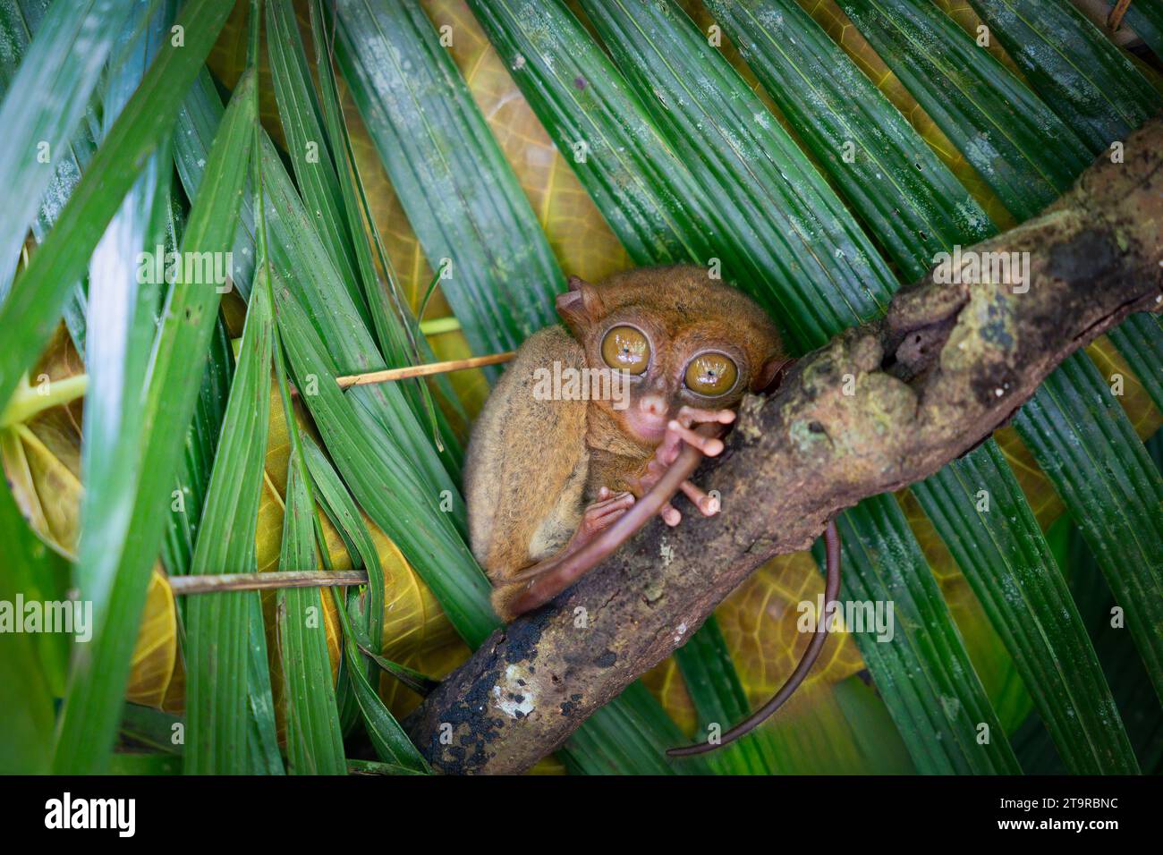 A close-up portrait of a Tarsier on a tree branch in Bohol, Philippines ...