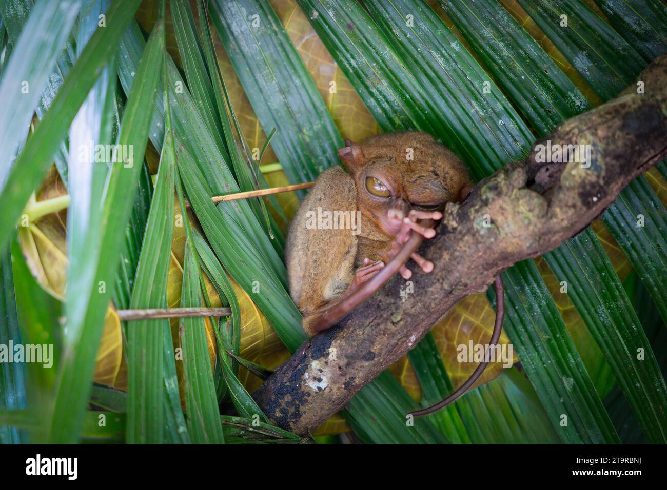 A close-up portrait of a Tarsier on a tree branch in Bohol, Philippines ...