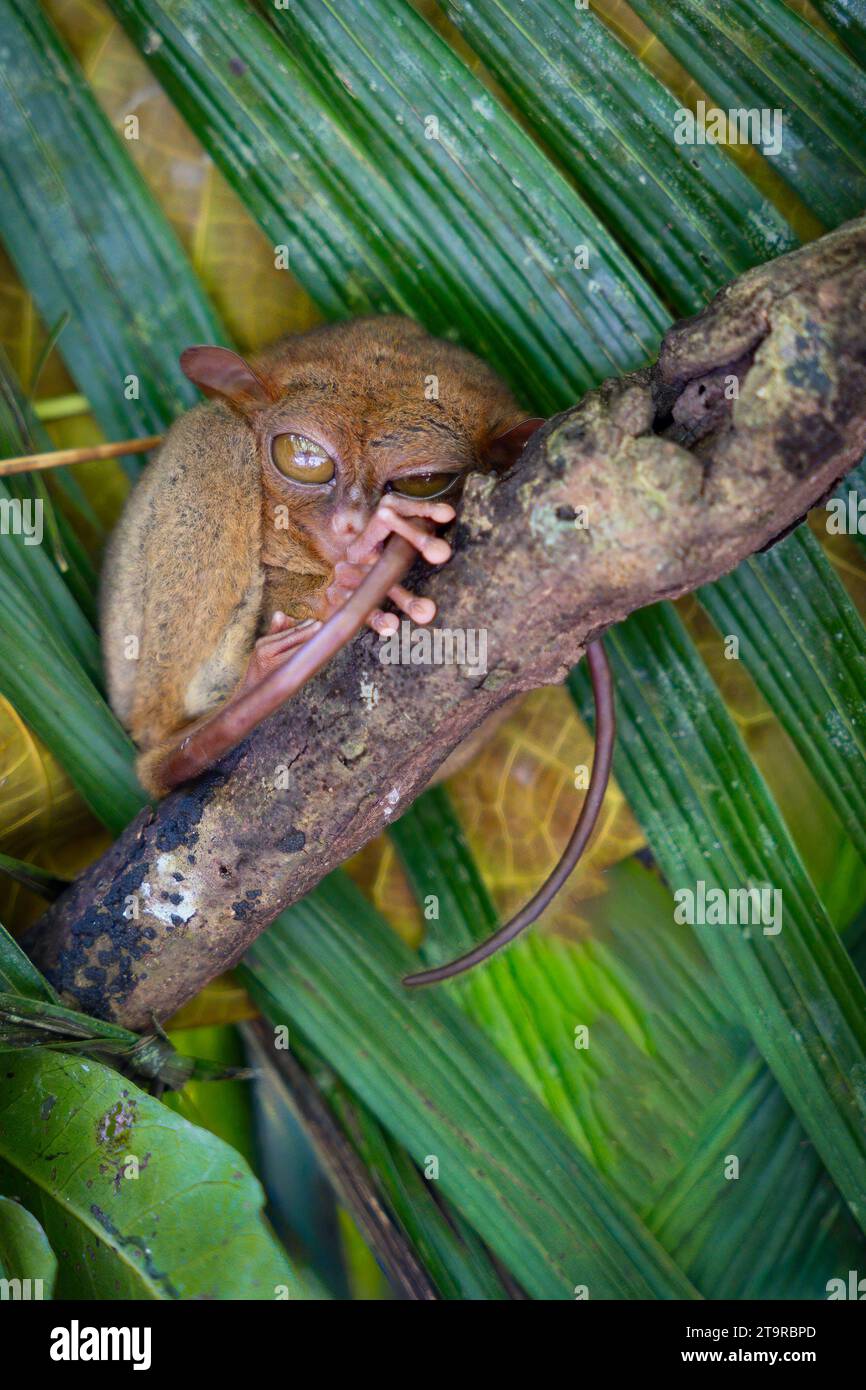 A close-up portrait of a Tarsier on a tree branch in Bohol, Philippines ...