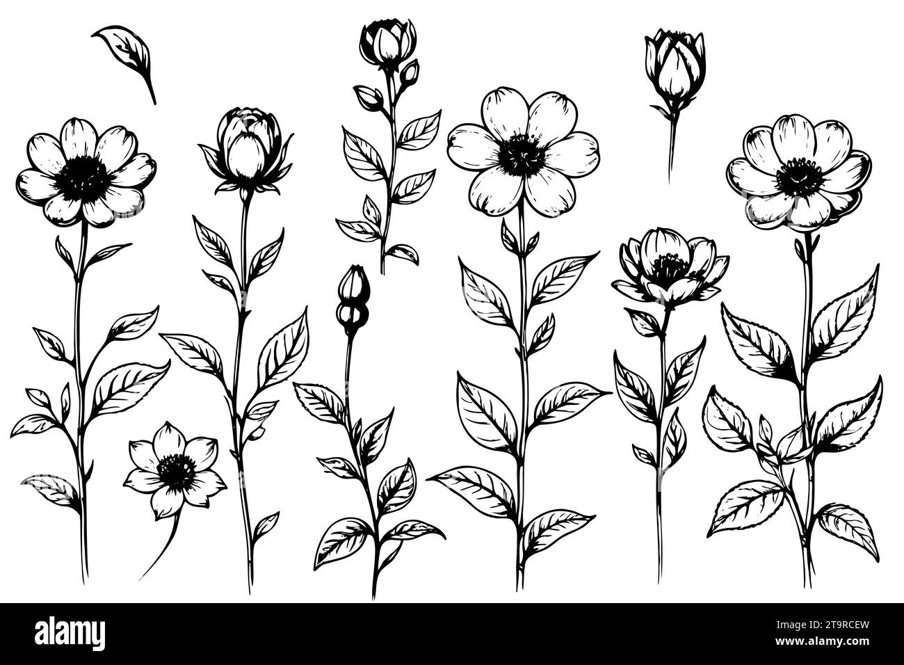 Hand drawn plants set sketch wild flowers and leaves Stock Vector