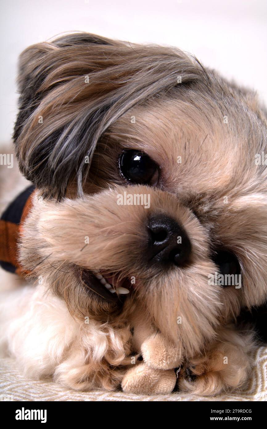 purebred dog, closeup photo, looking, purebred, portrait, photography, shih tzu, pet, animal, young, small, doggy, friend, mammal, pedigree, adorable, Stock Photo