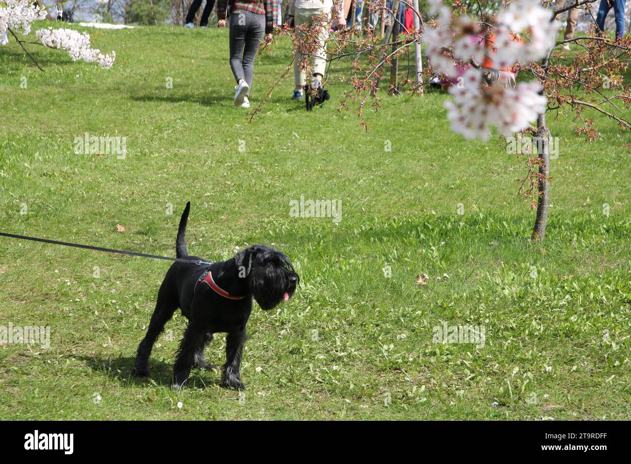 dog, pet, cherry tree, person, photography, walking, public park, outdoor, nature, adult, lifestyle, togetherness, active lifestyle, friends, weekend Stock Photo