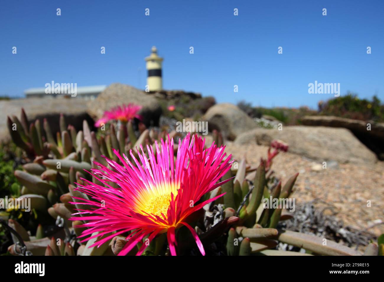 Wild flowers with a lighthouse in the distance. Stock Photo