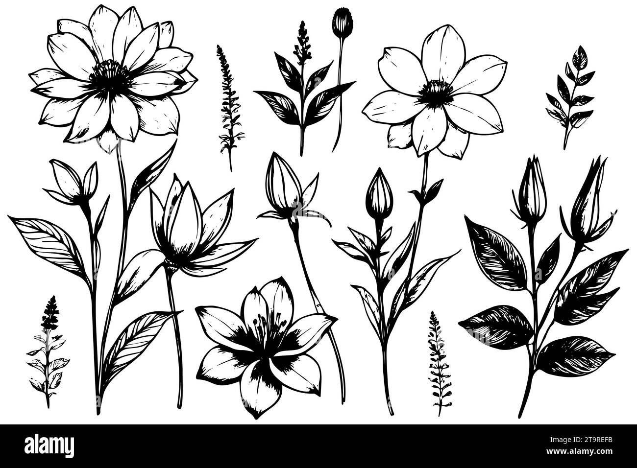 Sketch set Floral branch and minimalist leaves for logo or tattoo. Hand drawn herb, elegant wildflowers. art drawing for print, cover or wallpaper Stock Vector
