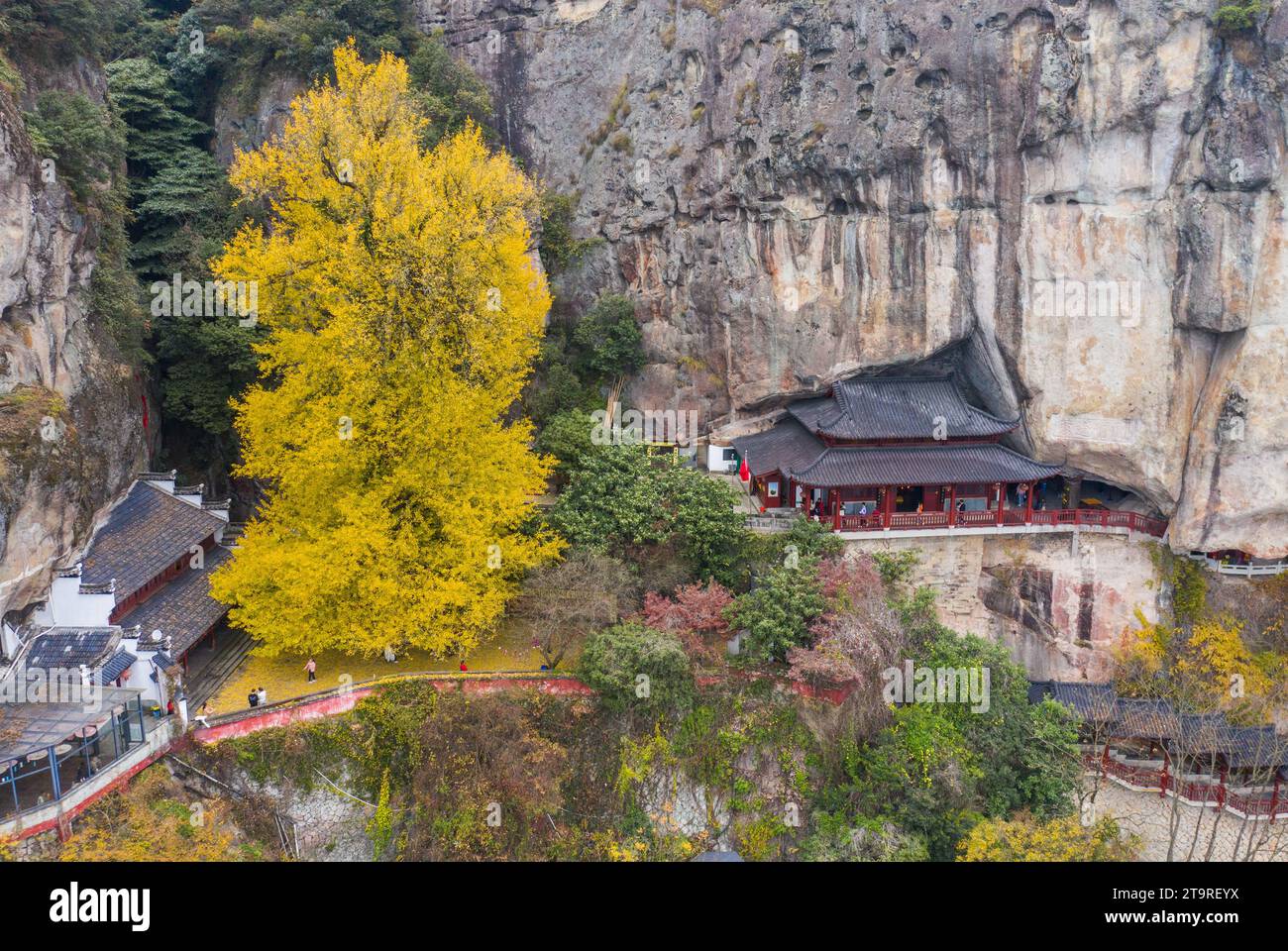 Jiande. 26th Nov, 2023. This aerial photo taken on Nov. 26, 2023 shows an old ginkgo tree at Daciyan scenic site in Jiande City of east China's Zhejiang Province. The over 700-year-old ginkgo tree has attracted visitors for its golden leaves. Credit: Xu Yu/Xinhua/Alamy Live News Stock Photo