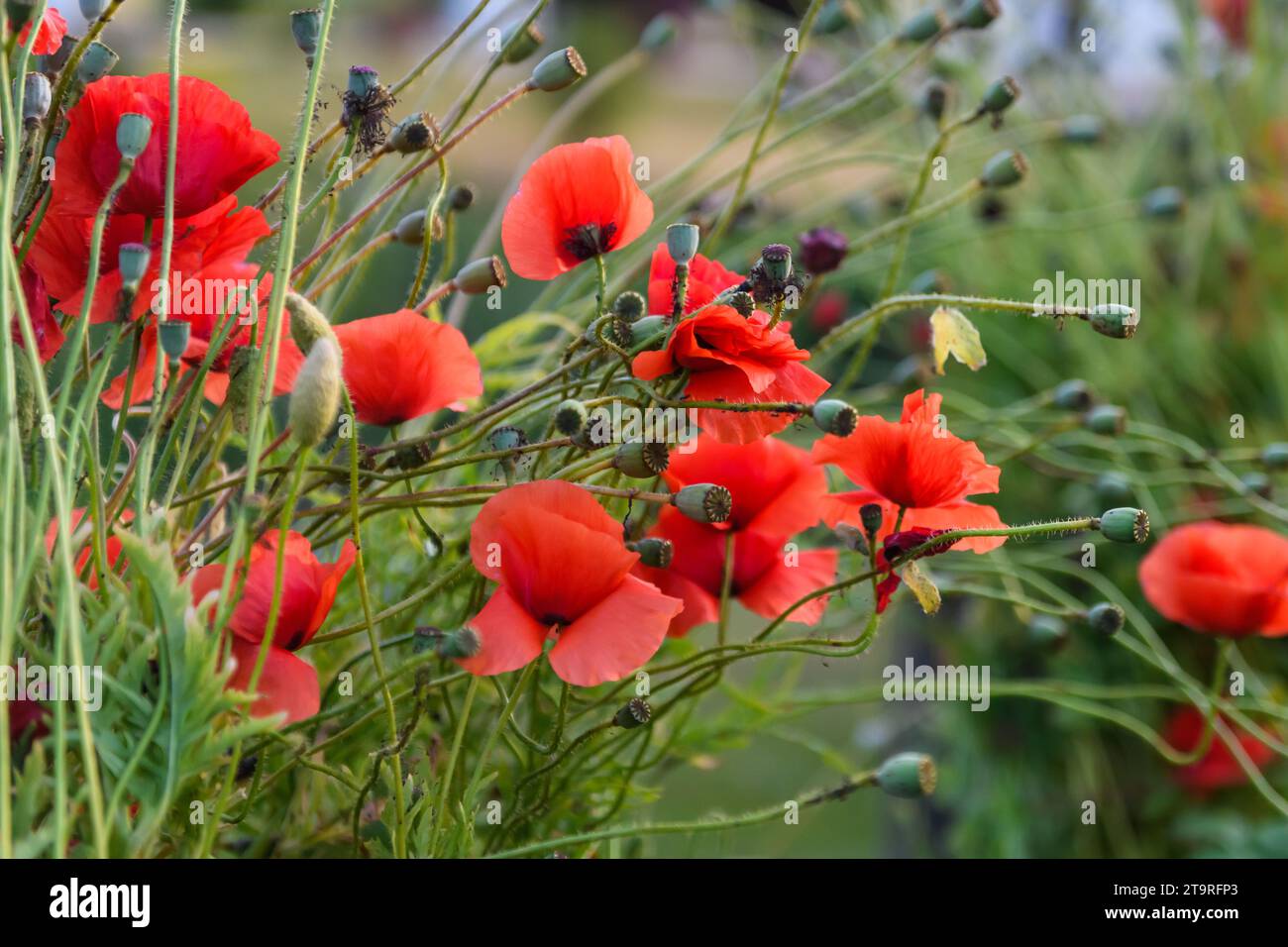 Selected focus photo. Long-headed poppy flowers, Papaver dubium at meadow. Stock Photo
